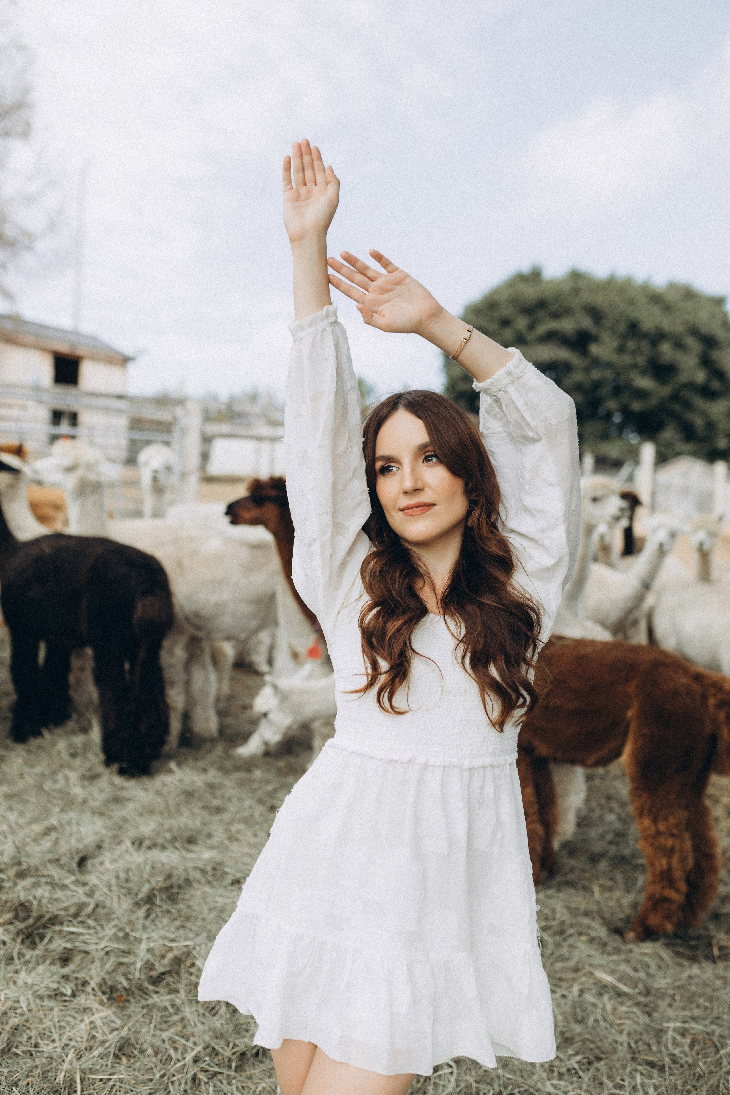Alpacas Farm. Chernenko.photography
