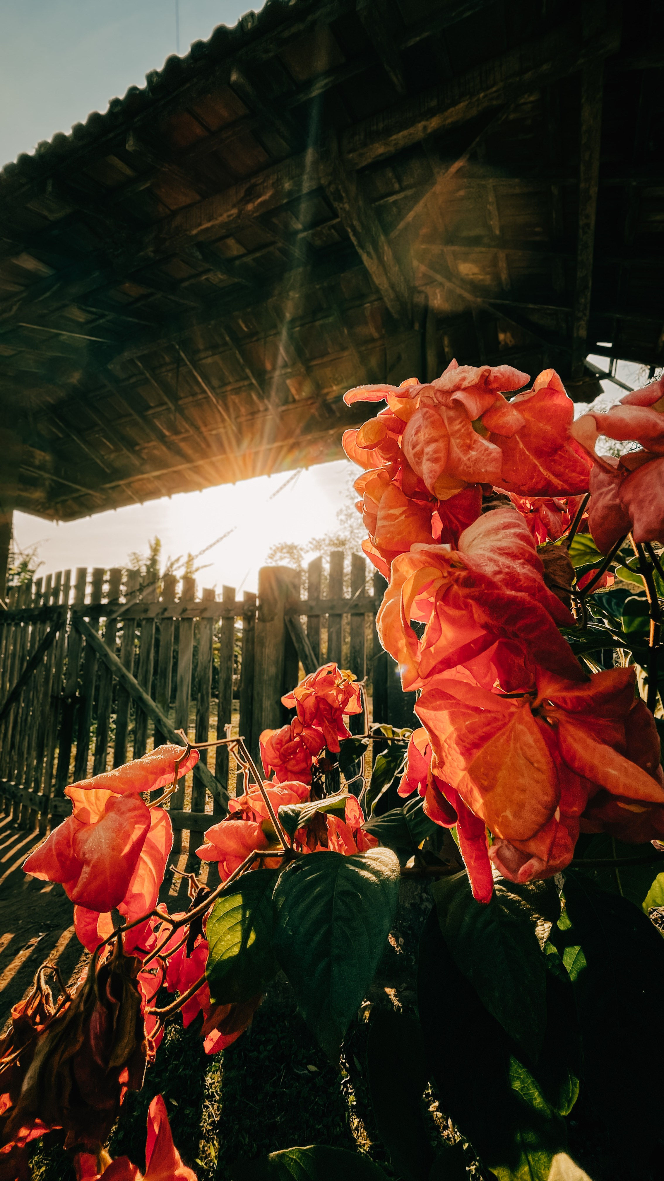 flores-no-amanhecer