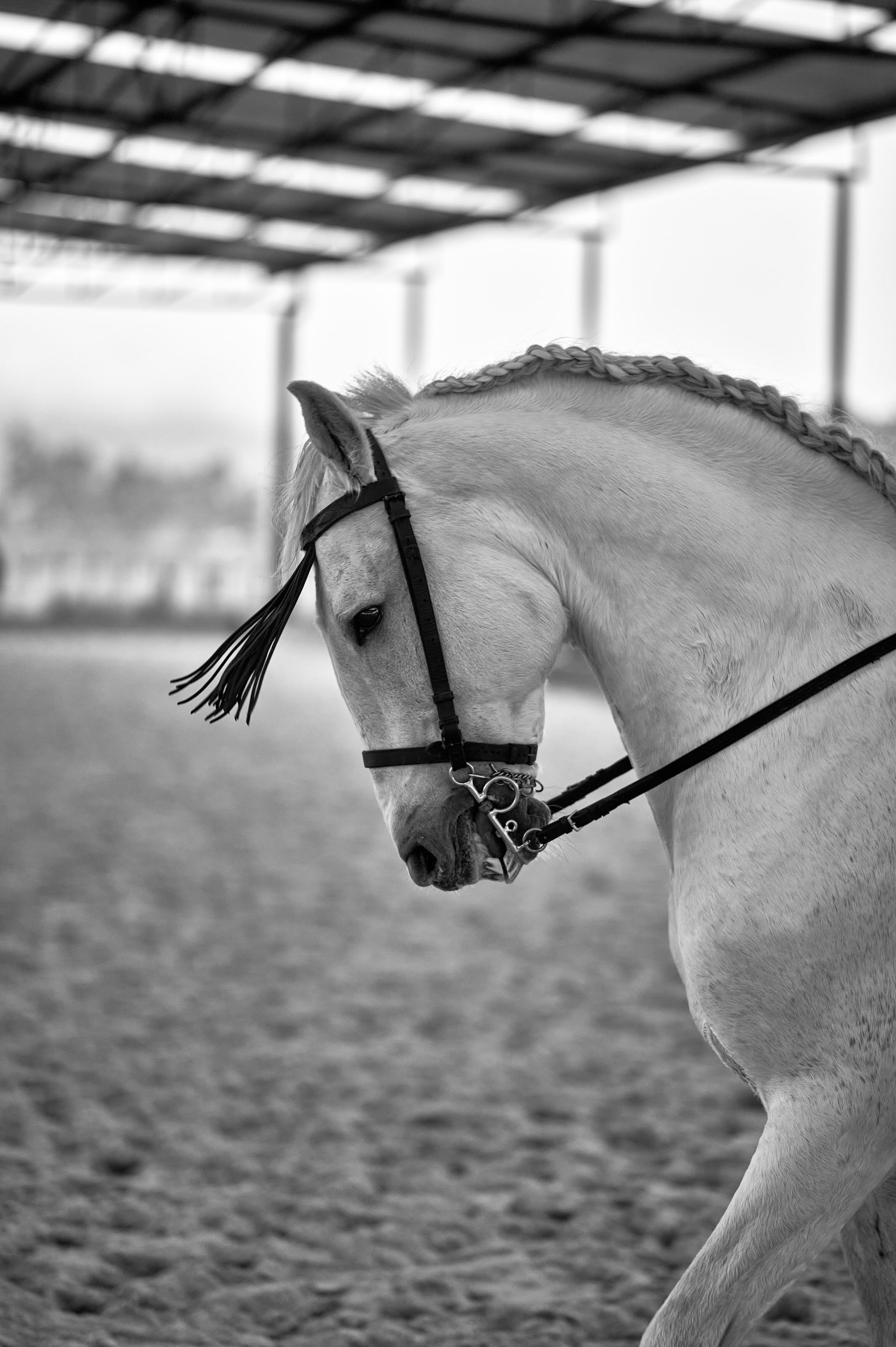Fotos con caballos para Quiceaños. Wedding Photography & Videography by ZZ Hendrick | Capturing Your Love Story in Colombia & USA