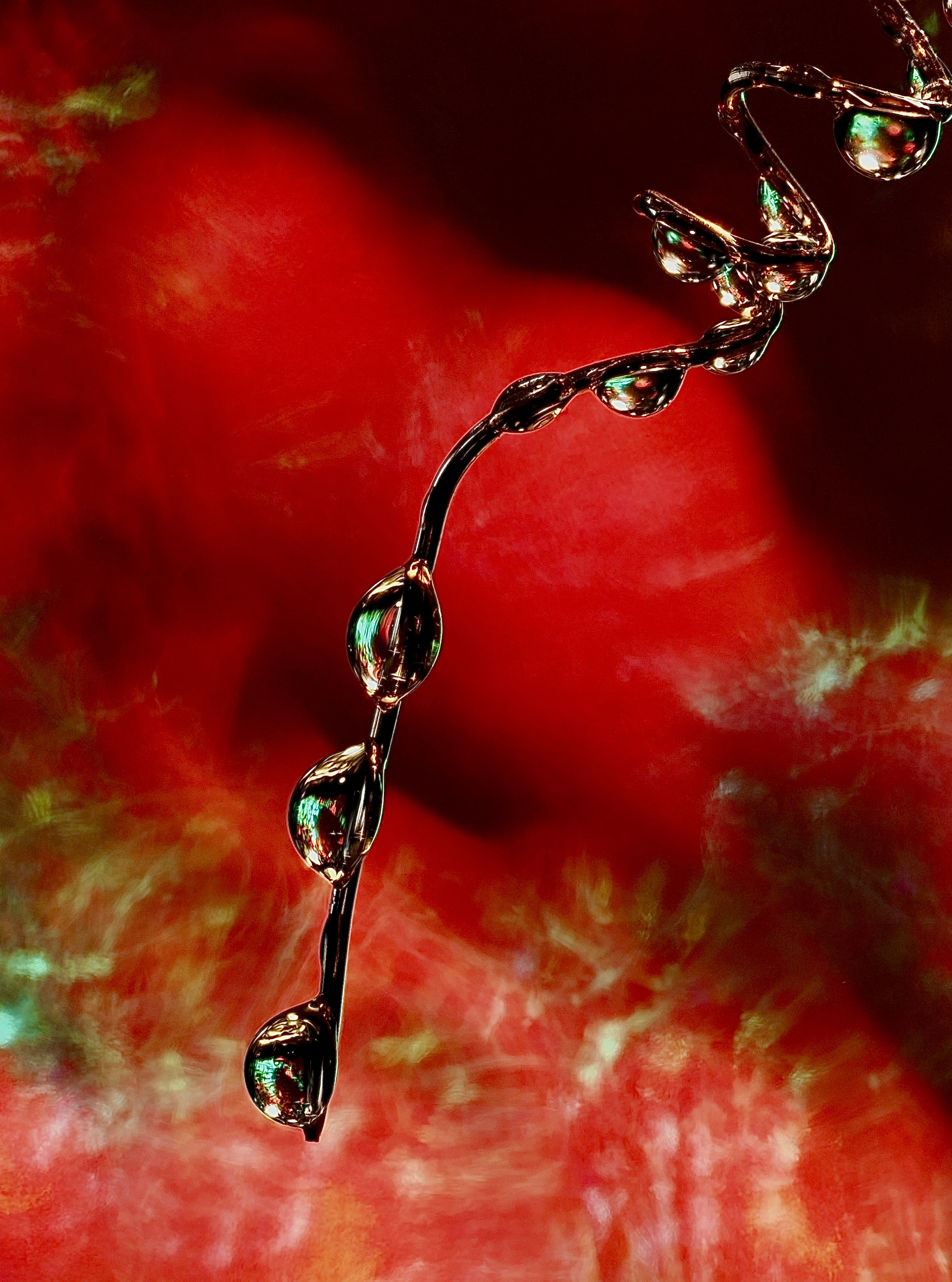 Portfolio. Bev bingham macro photographic artist