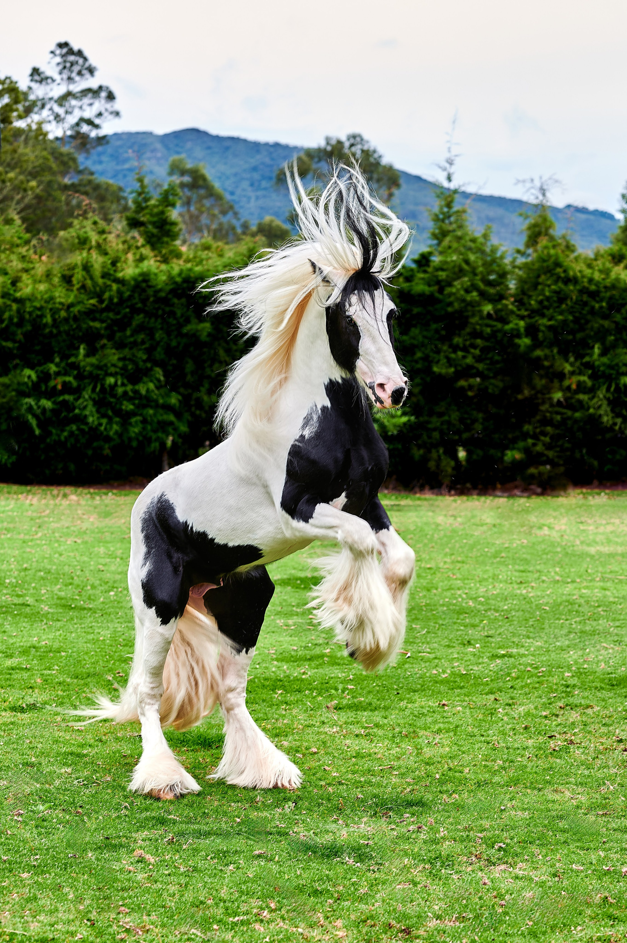 Fotos con caballos para Quiceaños. Wedding Photography & Videography by ZZ Hendrick | Capturing Your Love Story in Colombia & USA