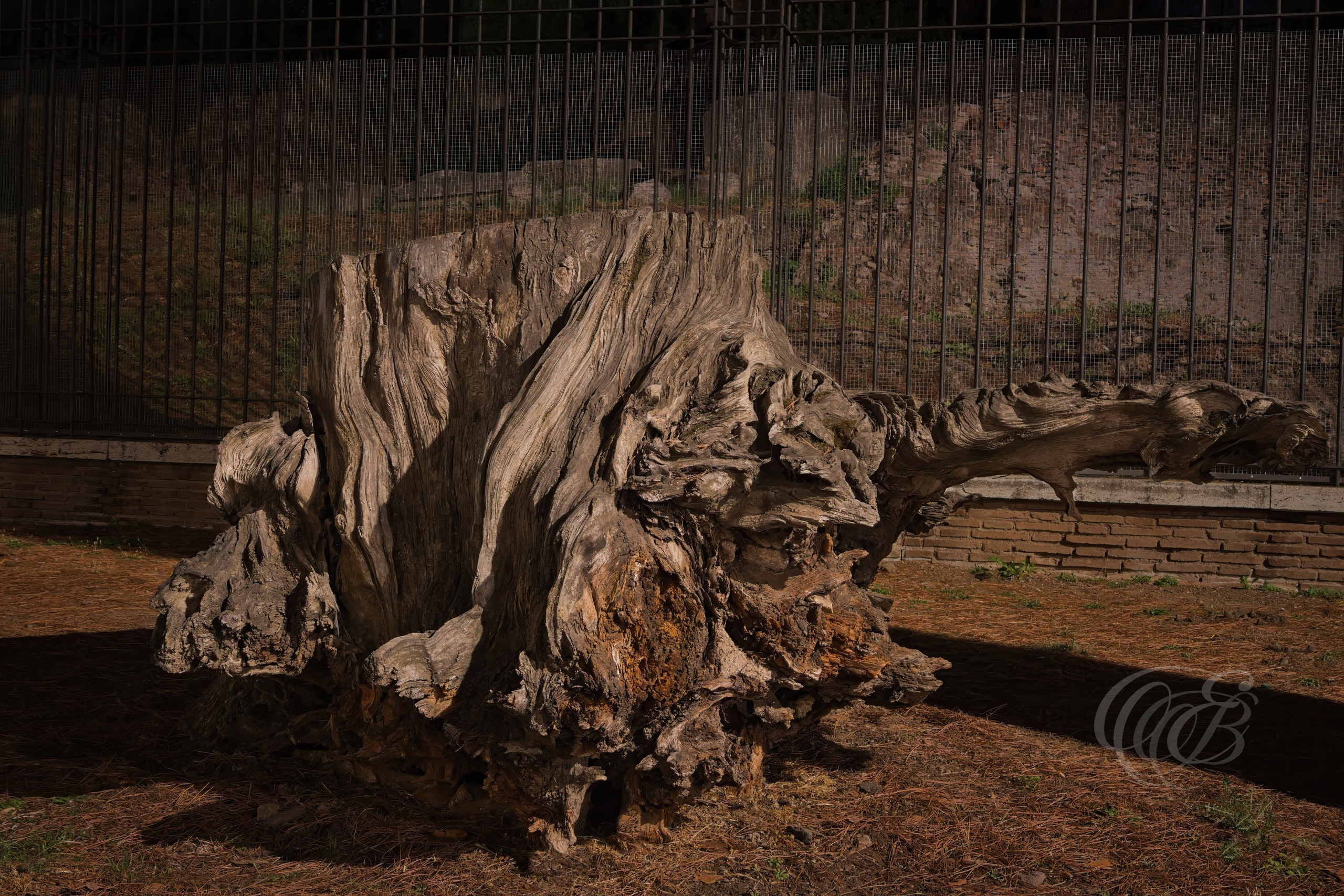 Street Photography — Rome, Italy — Remains of an Old Tree — Old tree stump near the Arch of Constantine in Rome, bringing nature and the passage of time into the historic surroundings of the ancient Roman monument — Eduardo Bartoli Photography.