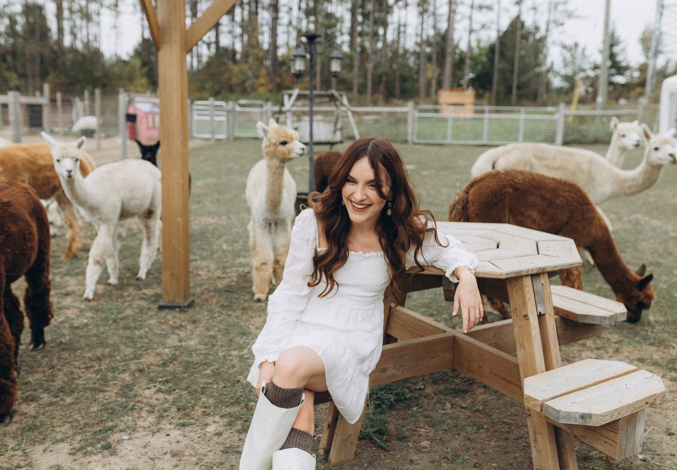 Alpacas Farm. Chernenko.photography