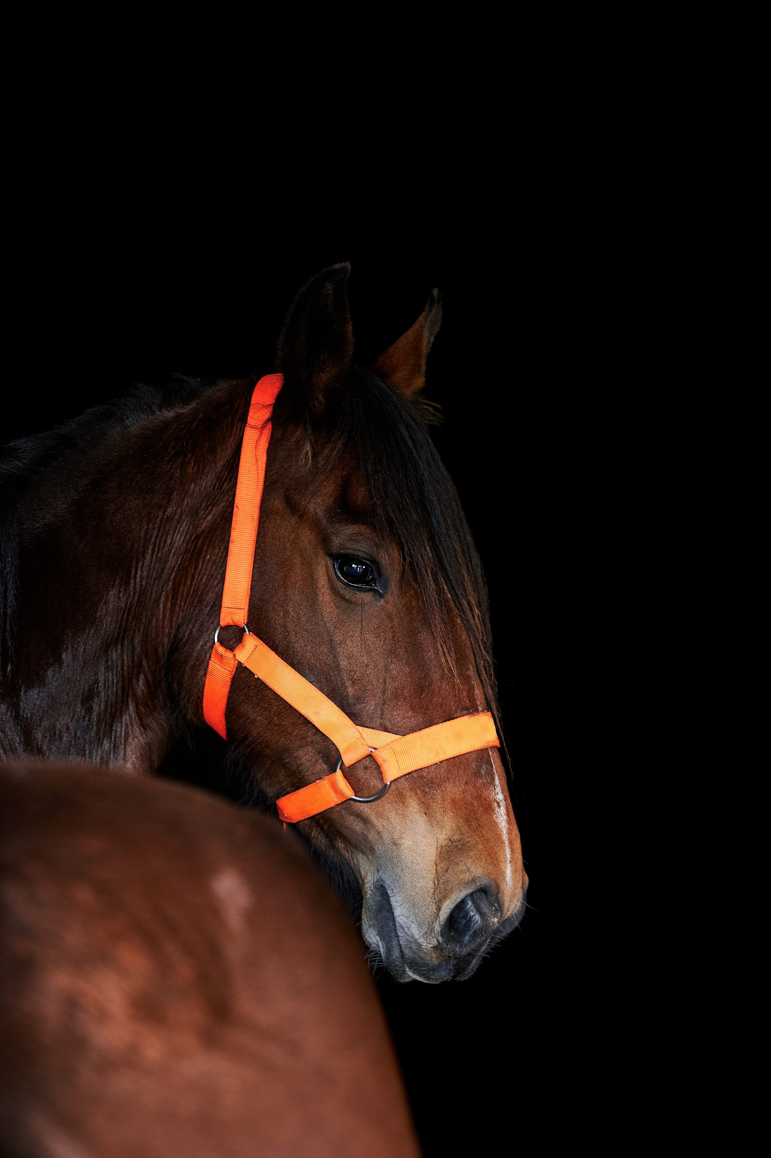Fotos con caballos para Quiceaños. Wedding Photography & Videography by ZZ Hendrick | Capturing Your Love Story in Colombia & USA