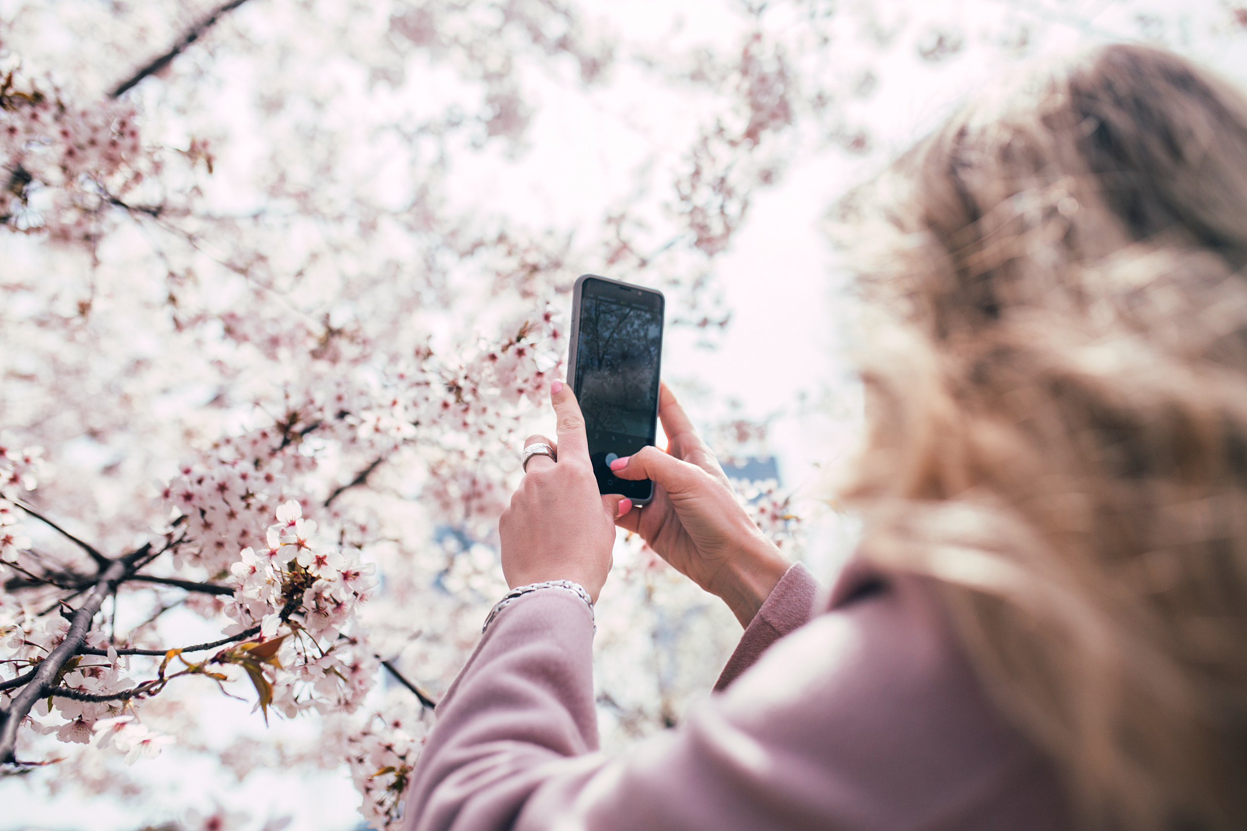 Cherry blossom. Portrait photographer in South Korea Olga Lian