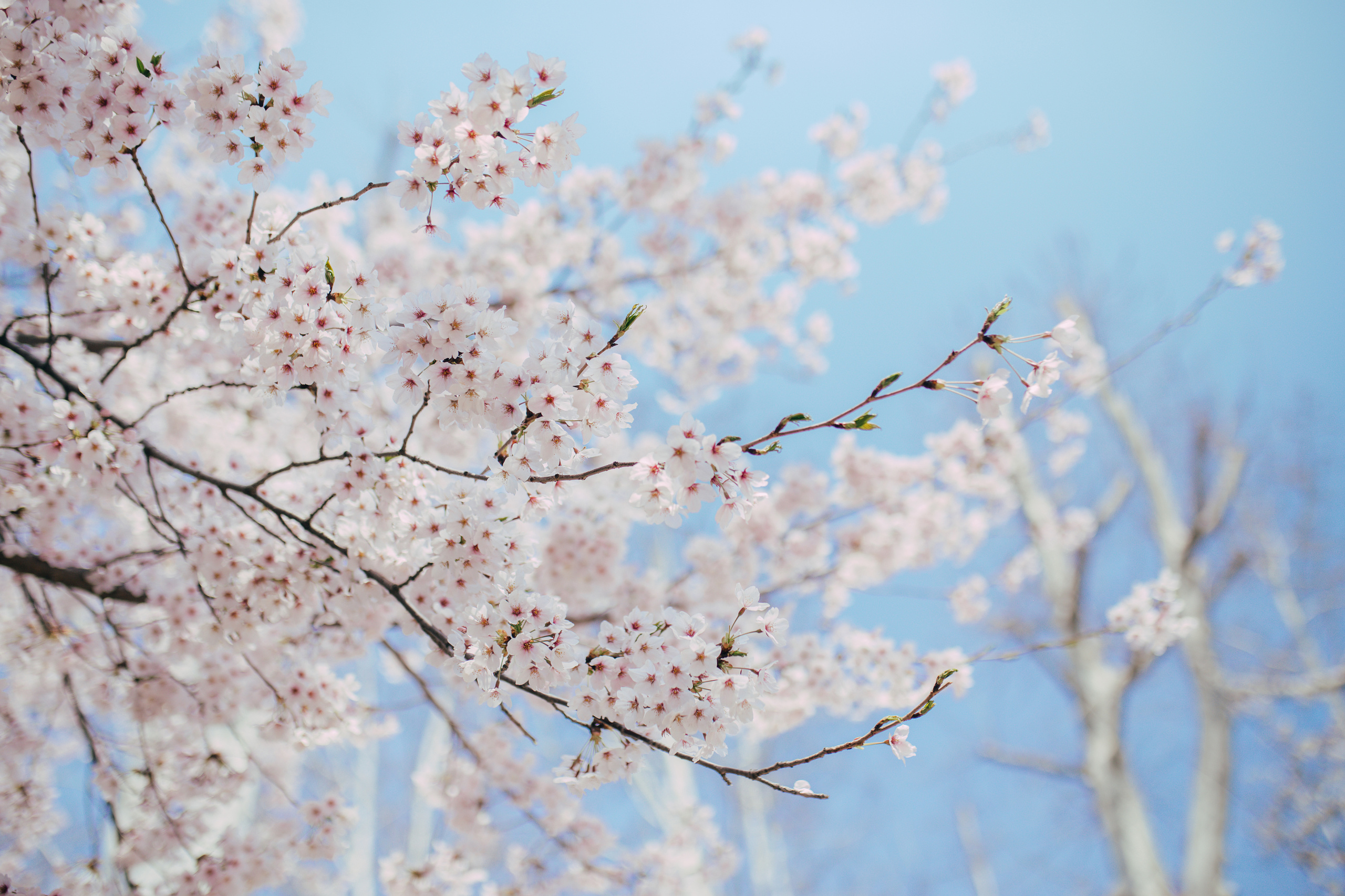 Cherry blossom. Portrait photographer in South Korea Olga Lian