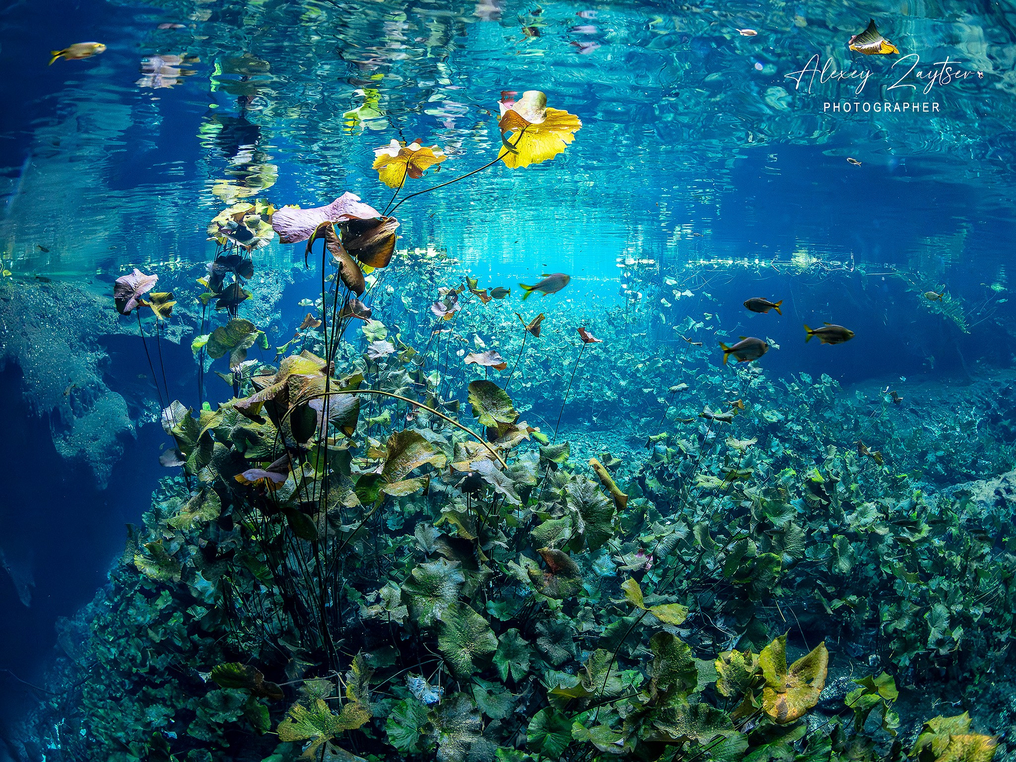 Сenote. Your photographer on land and under water— Alexey Zaytsev