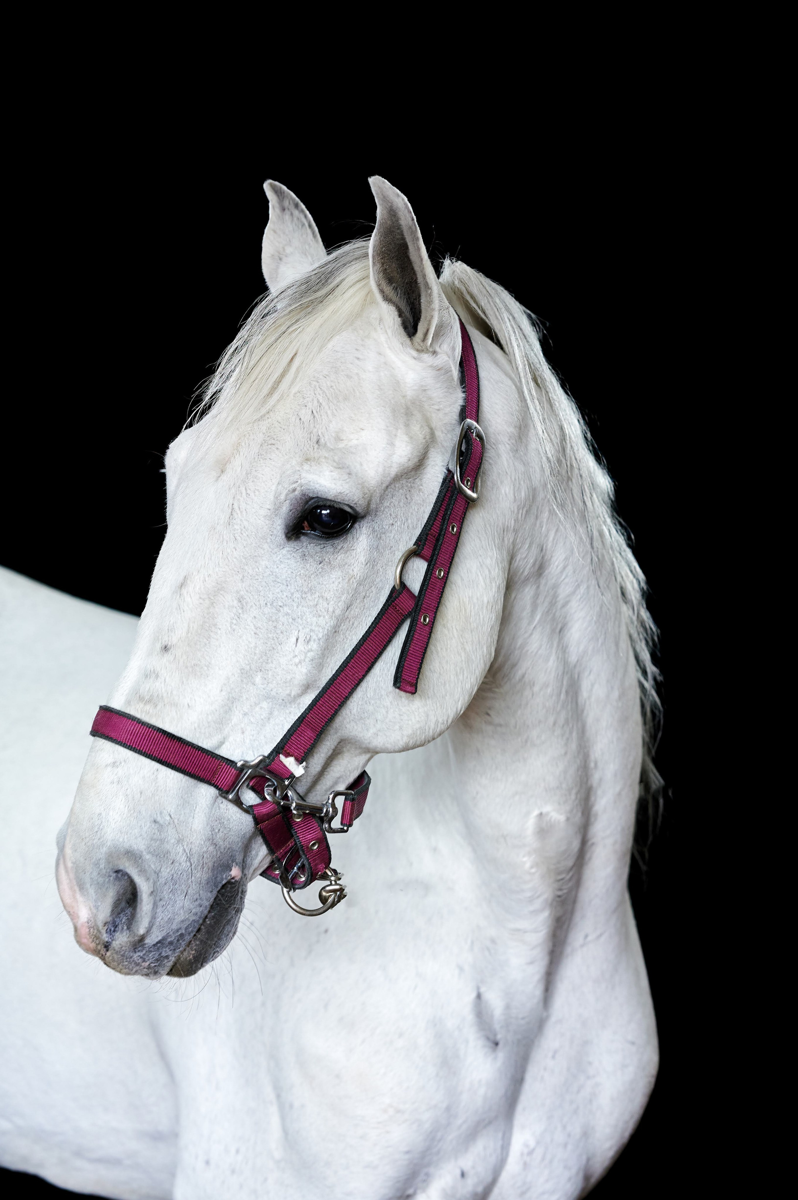 Fotos con caballos para Quiceaños. Wedding Photography & Videography by ZZ Hendrick | Capturing Your Love Story in Colombia & USA