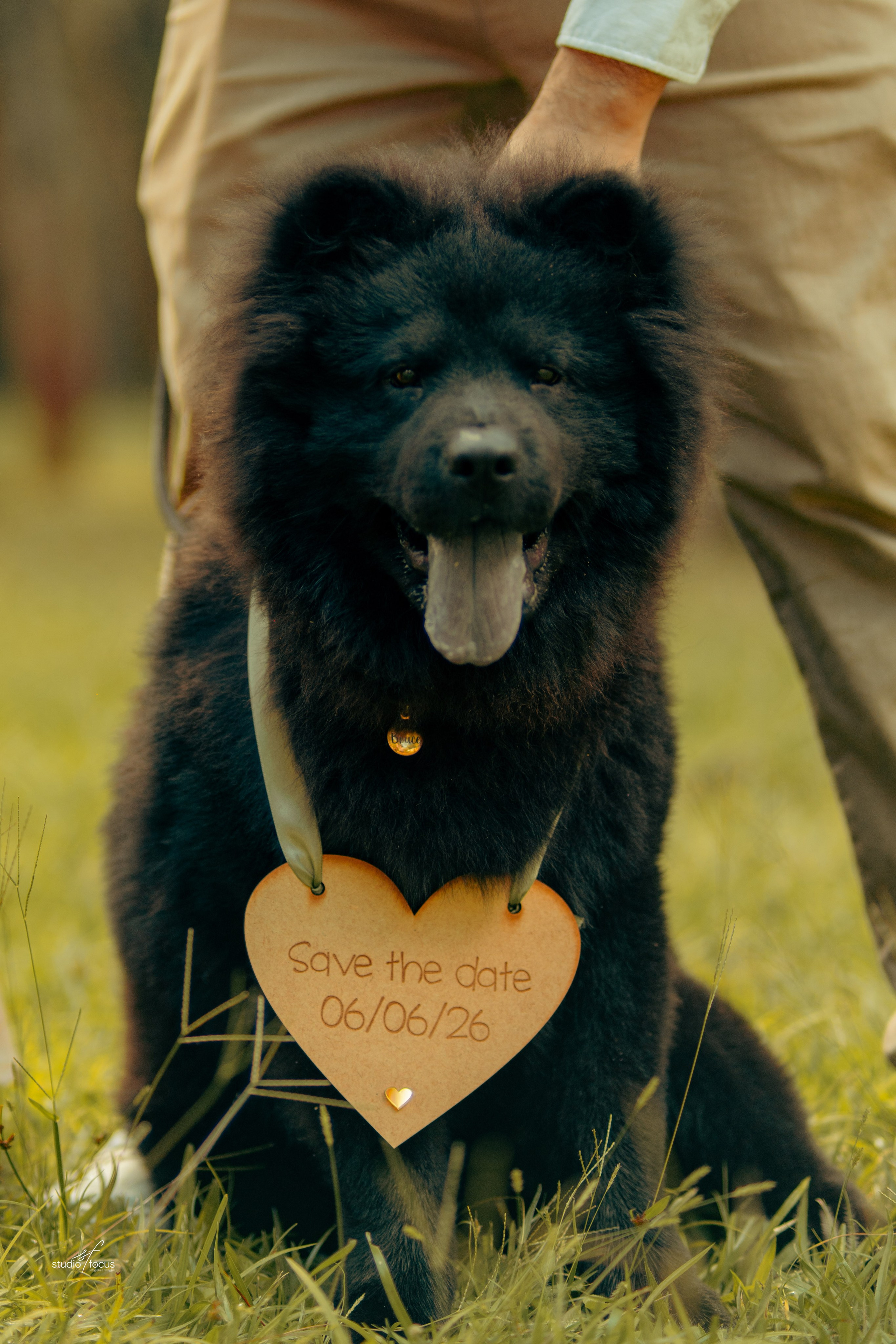 Pré-Wedding com pets. Studio Focus