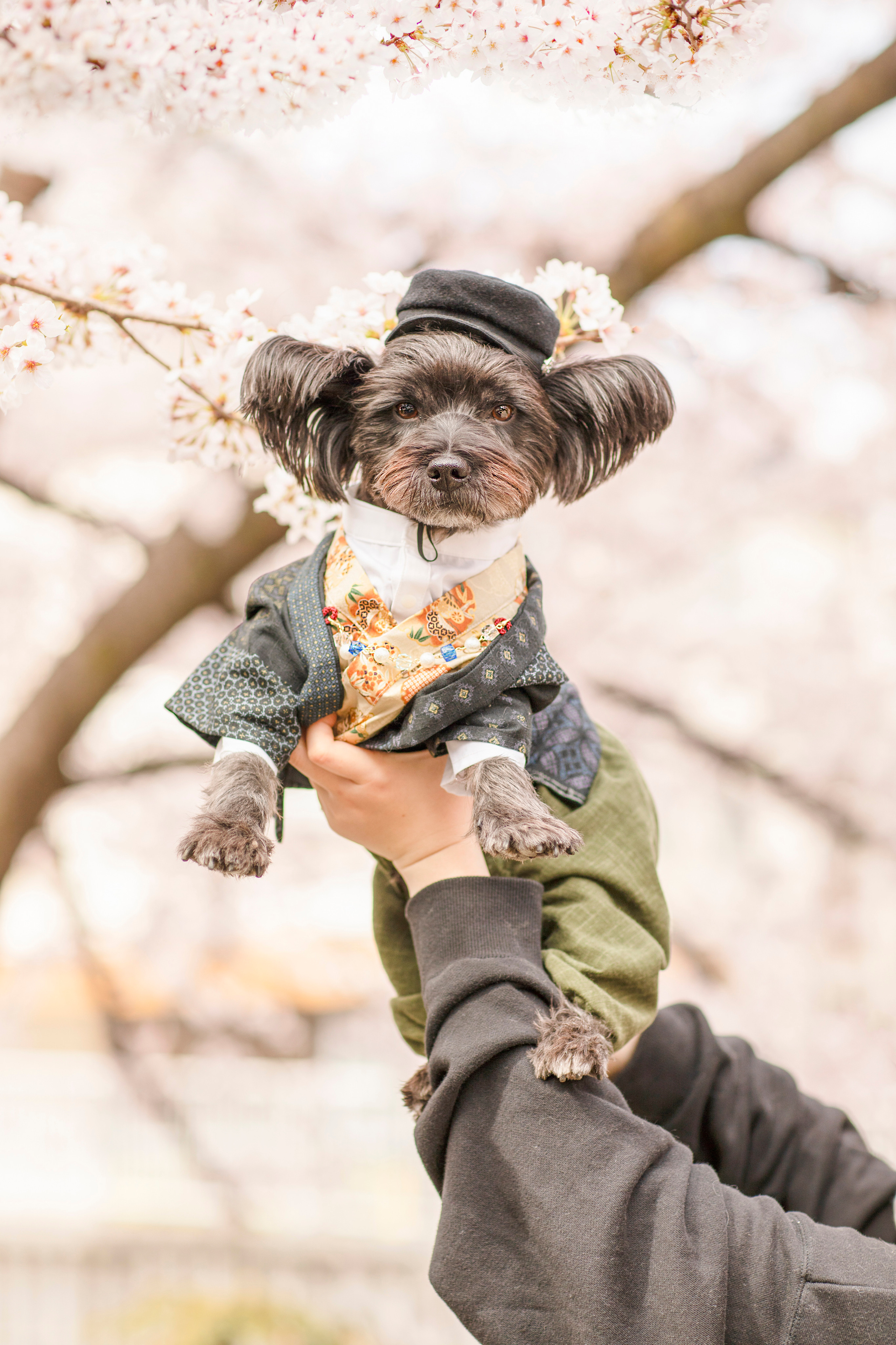 出張カメラマン　七五三　753 家族写真　家族　子供　記念写真　山梨県　東京　静岡　長野. Kids and Family Photographer in Japan　子供と家族の撮影　日本