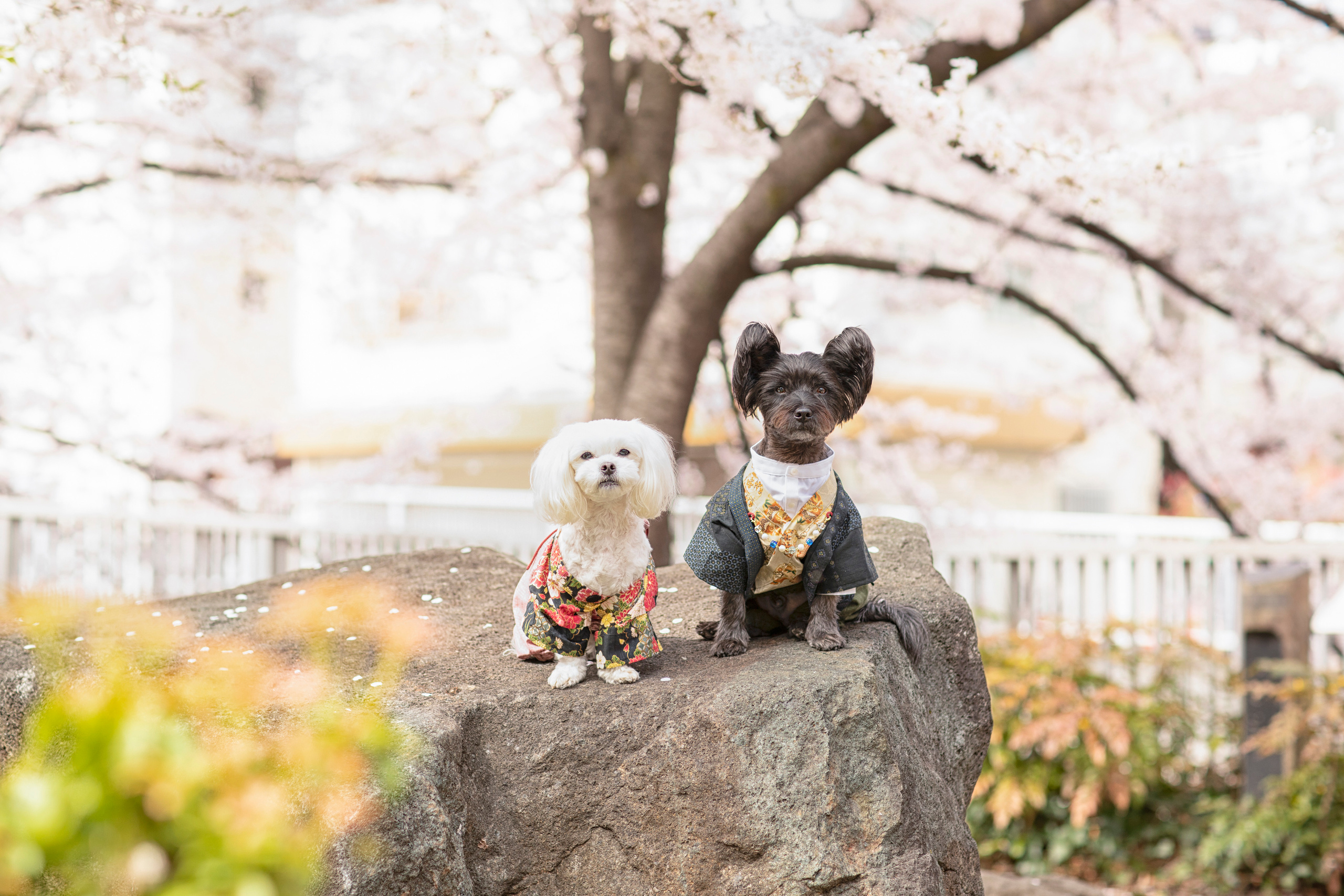 出張カメラマン　七五三　753 家族写真　家族　子供　記念写真　山梨県　東京　静岡　長野. Kids and Family Photographer in Japan　子供と家族の撮影　日本