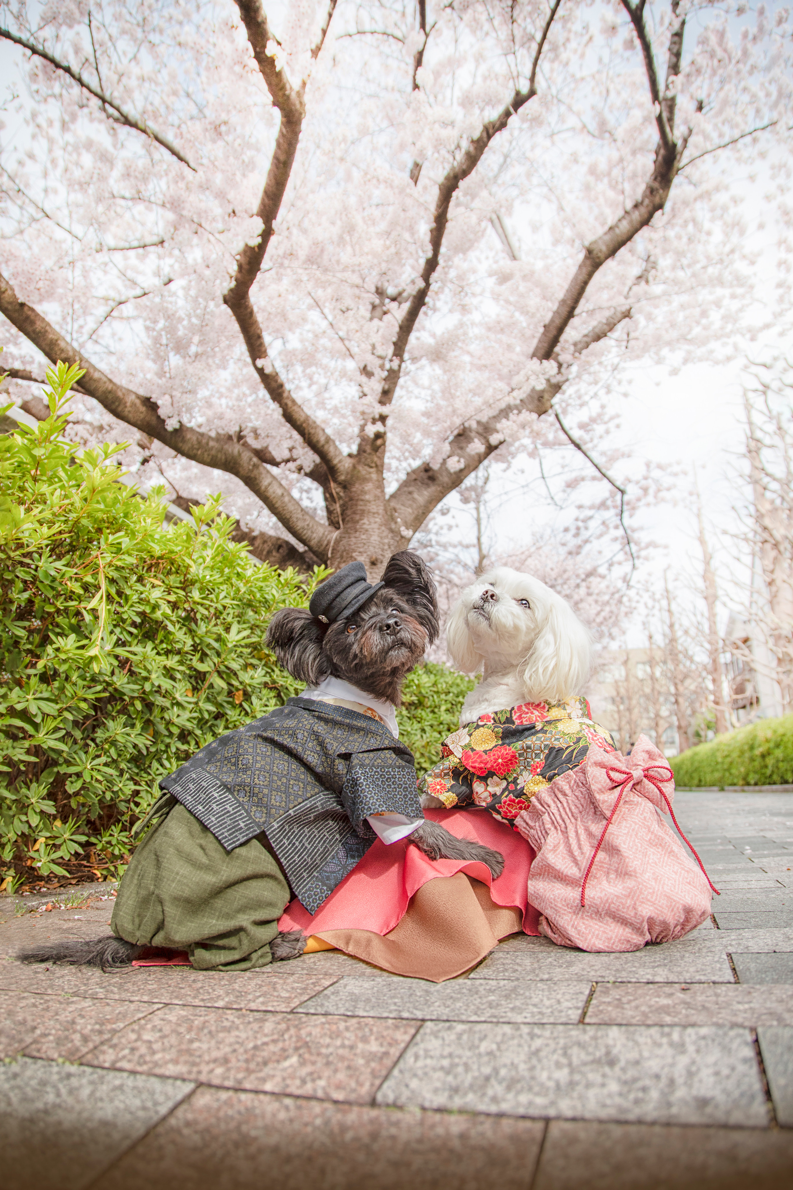 出張カメラマン　七五三　753 家族写真　家族　子供　記念写真　山梨県　東京　静岡　長野. Kids and Family Photographer in Japan　子供と家族の撮影　日本