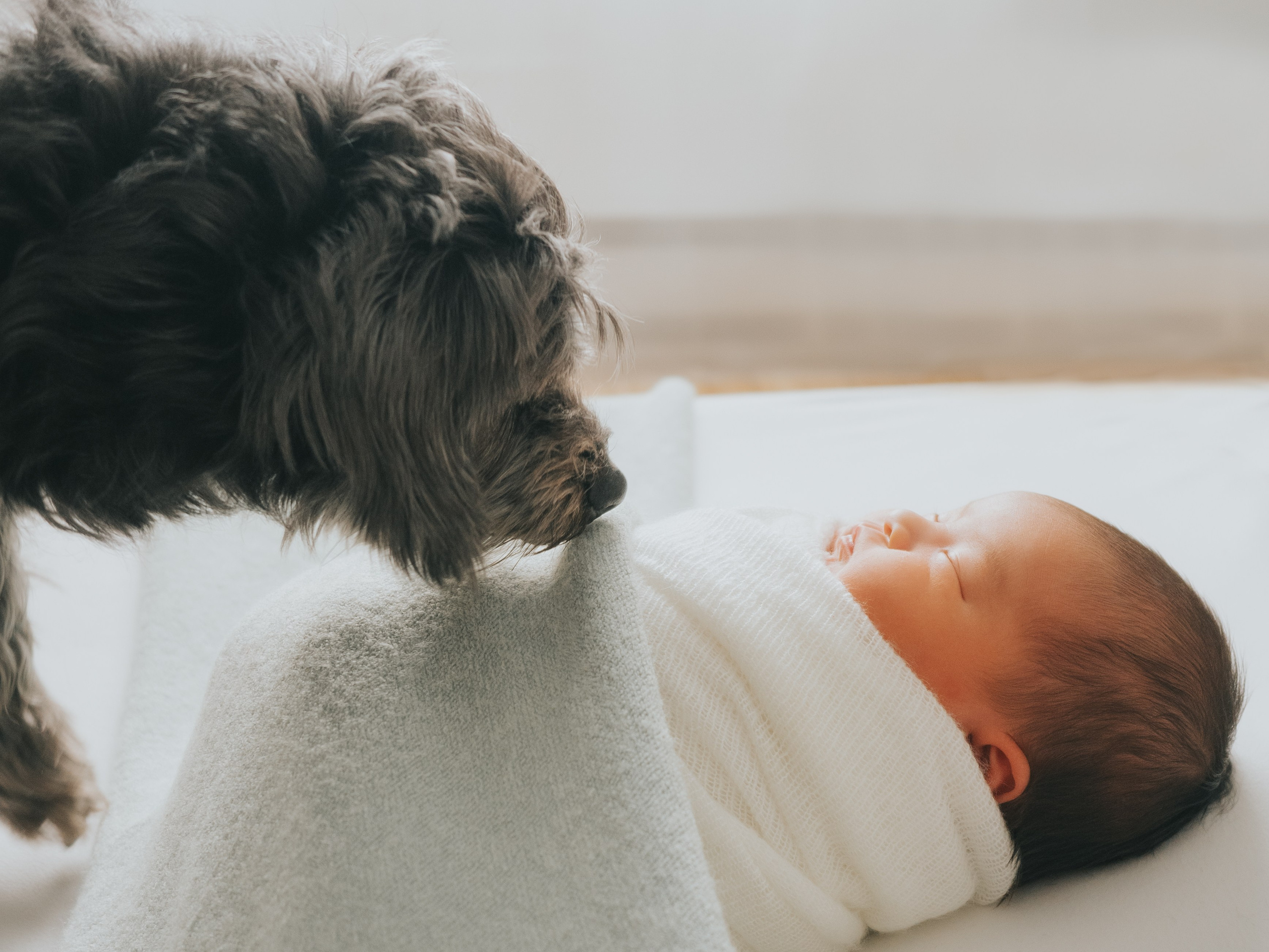 Schnauzer sentant un nouveau-né.