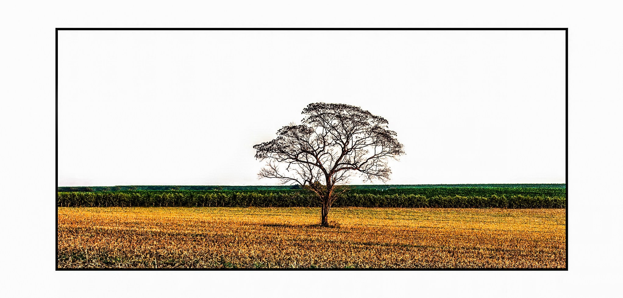 Natureza. Art Photographer TOMAS KOLISCH