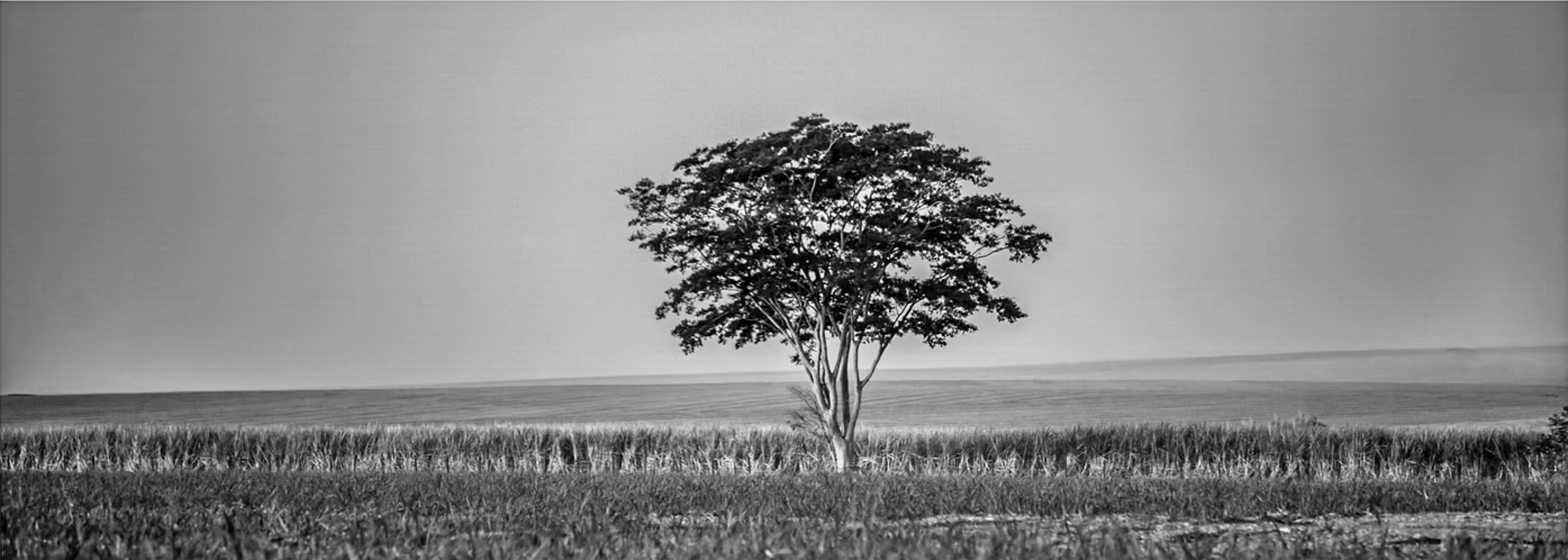 Natureza. Art Photographer TOMAS KOLISCH