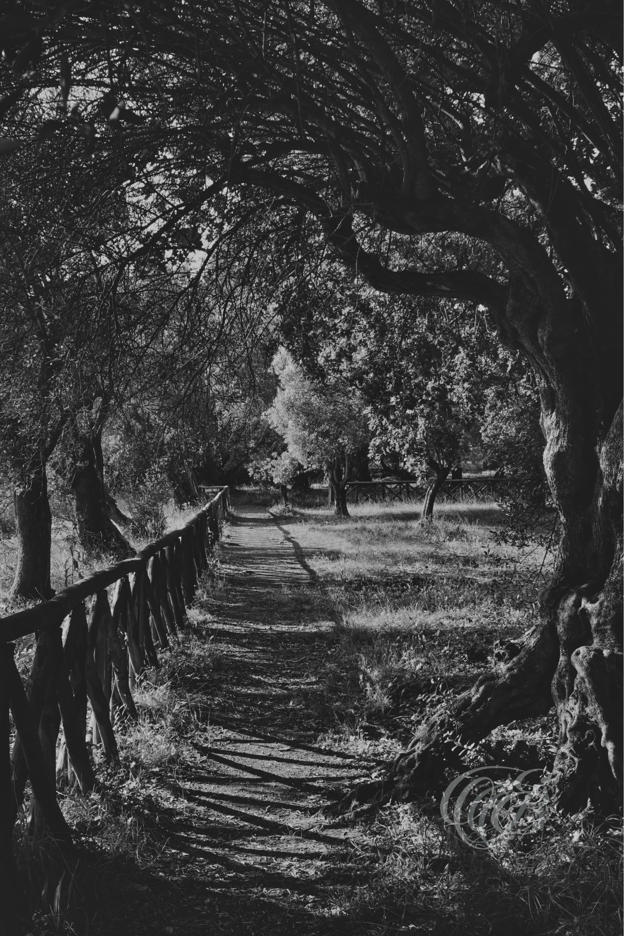 Rome Italy - Hadrian's Villa Praetorium - Eduardo Bartoli Fine Art Photography - Olive tree framing the path on the roof of the Praetorium at Hadrian's Villa, captured in black and white fine art photography by Eduardo Bartoli.