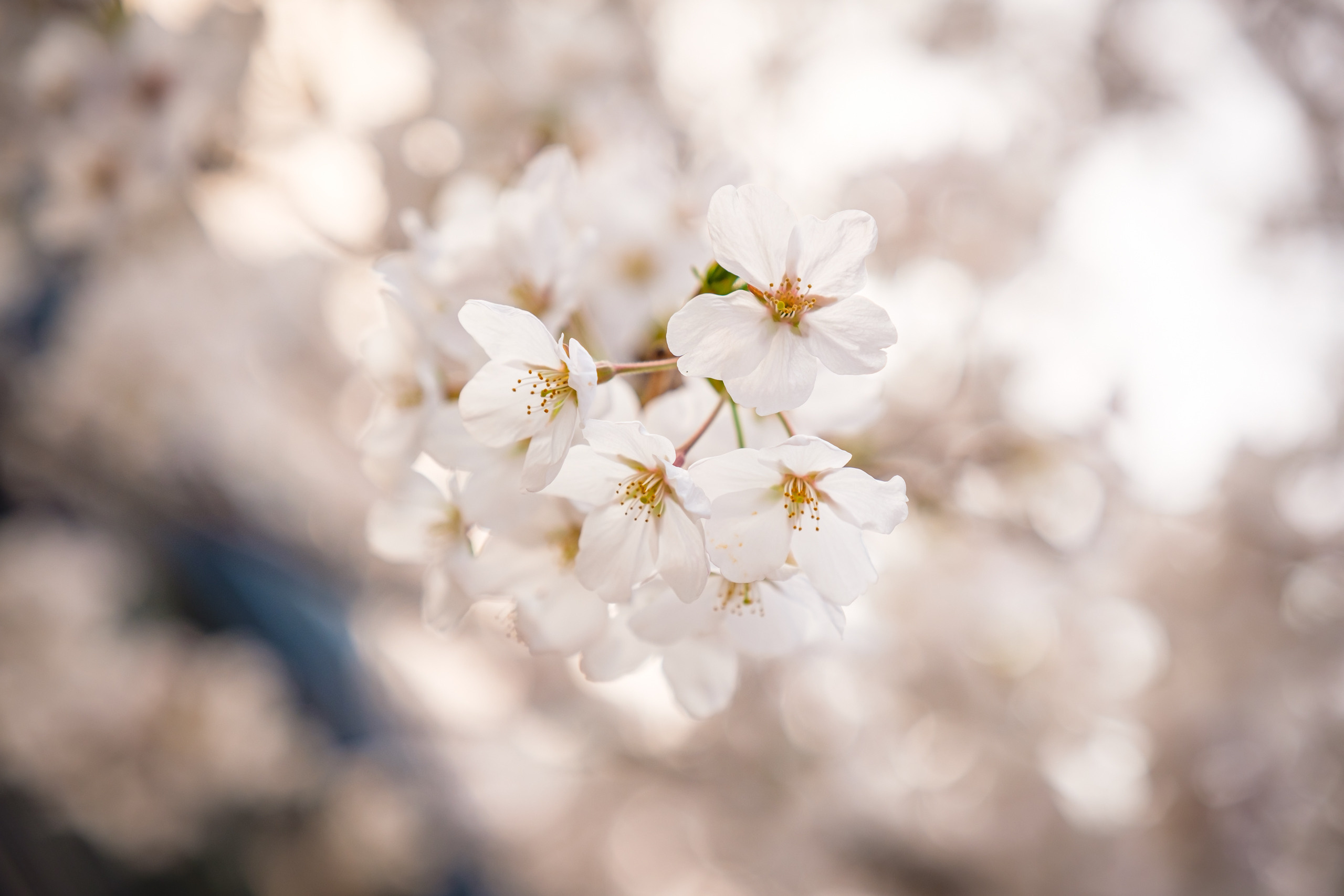Cherry blossom in Seoul. Photographer in Seoul Dobrokvashina Natalya