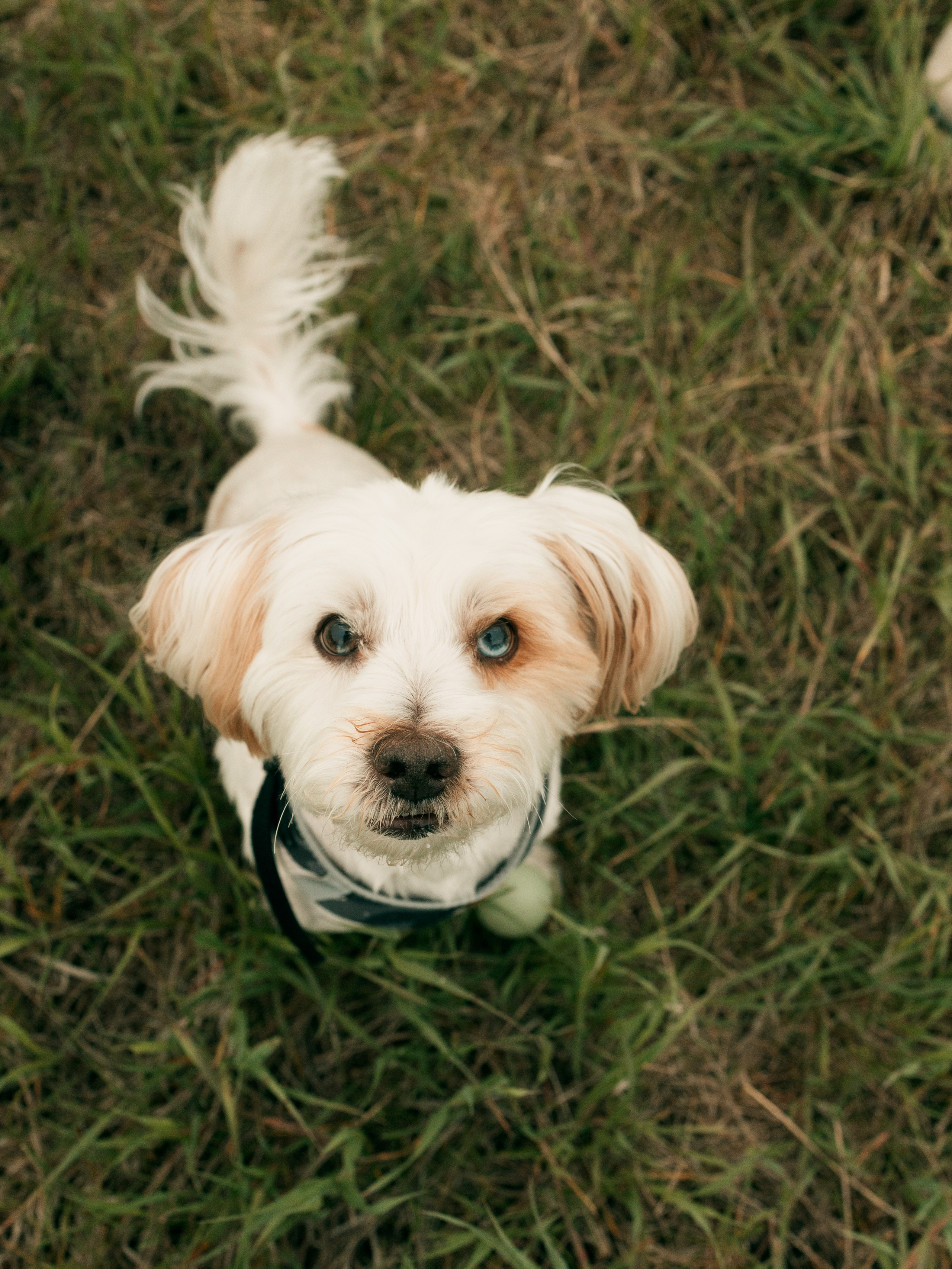 FURRY FRIEND. Photographe de famille et photographe portraitiste à Calgary