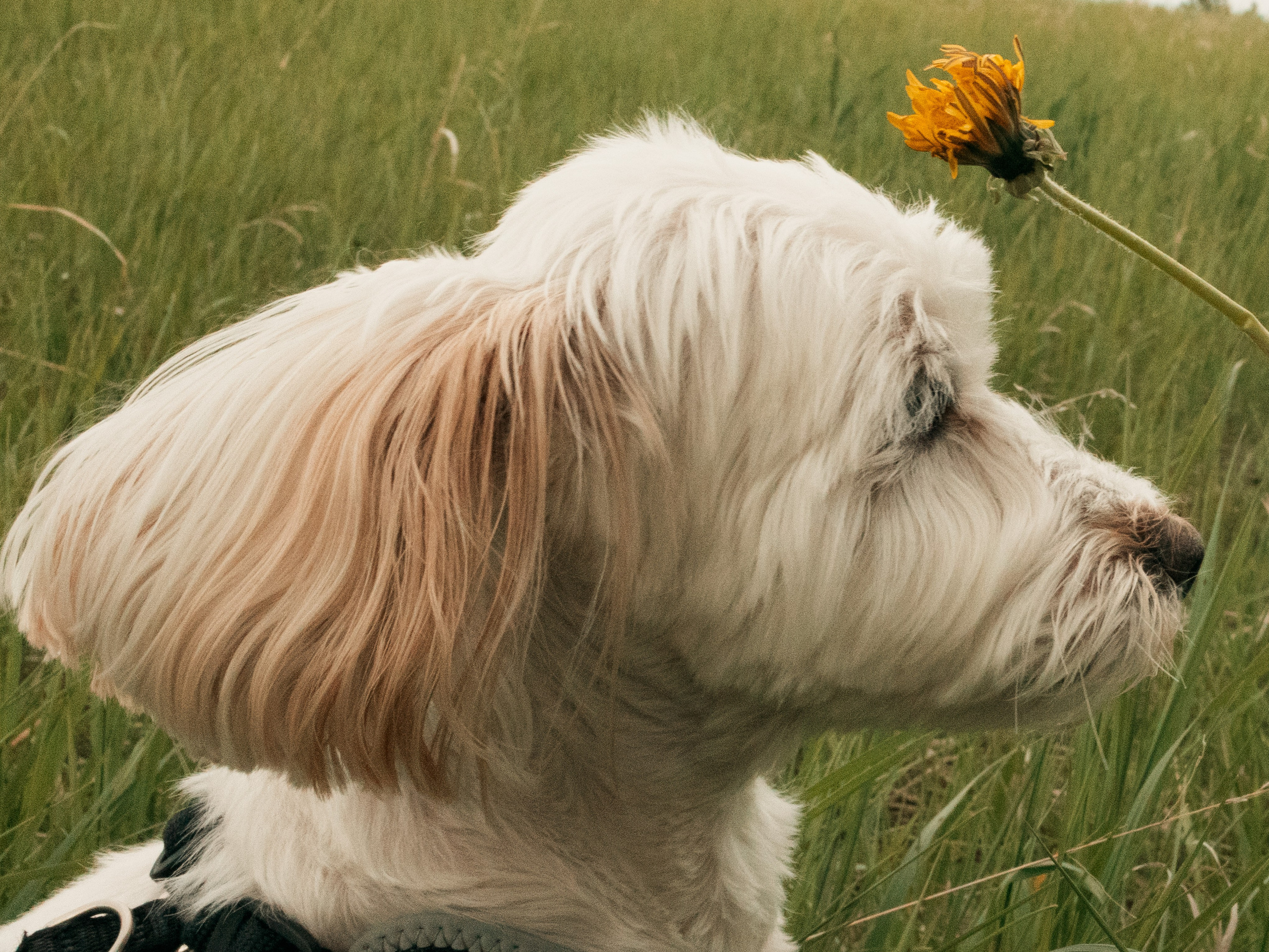 FURRY FRIEND. Photographe de famille et photographe portraitiste à Calgary