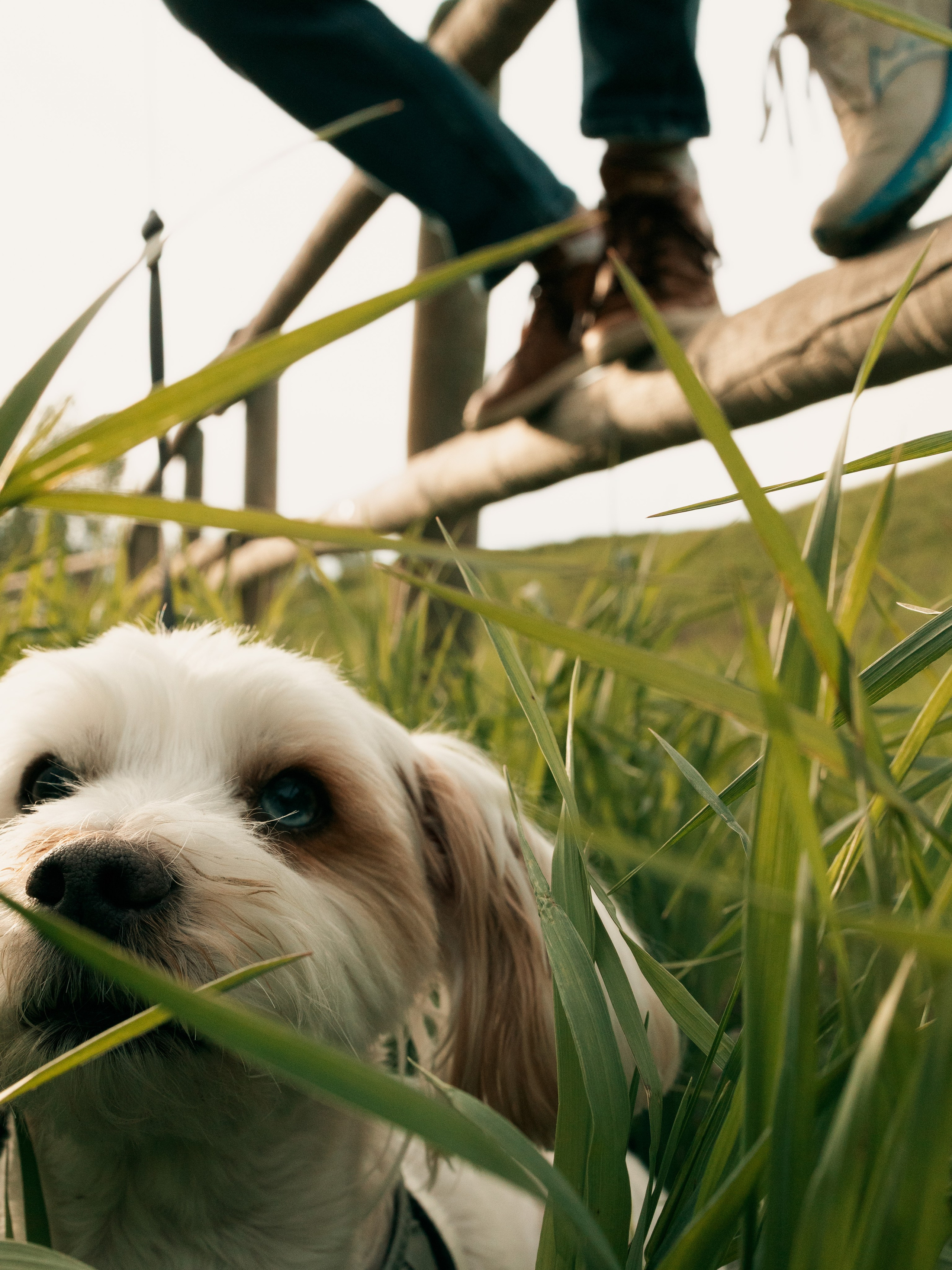 FURRY FRIEND. Photographe de famille et photographe portraitiste à Calgary