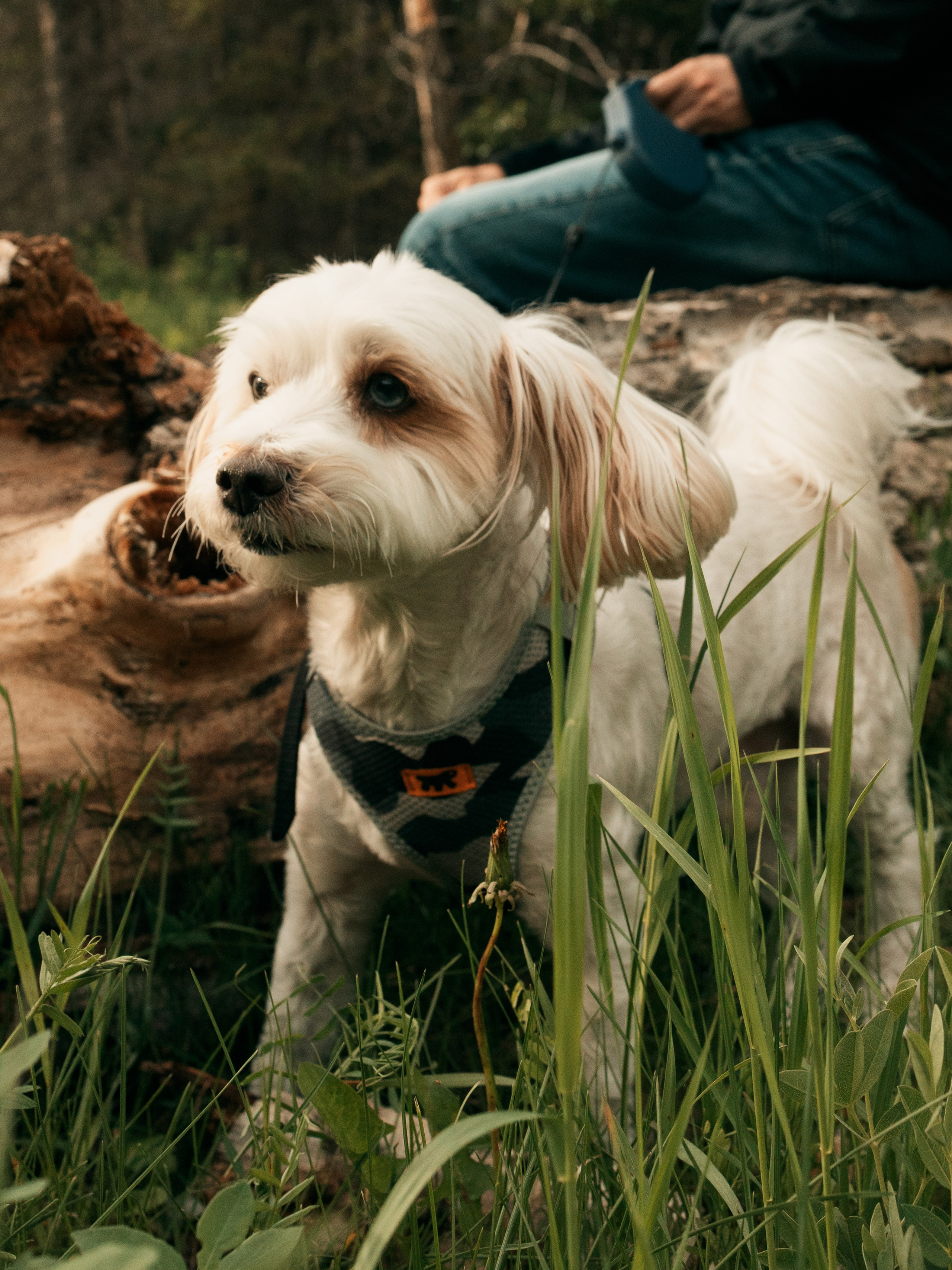 FURRY FRIEND. Photographe de famille et photographe portraitiste à Calgary