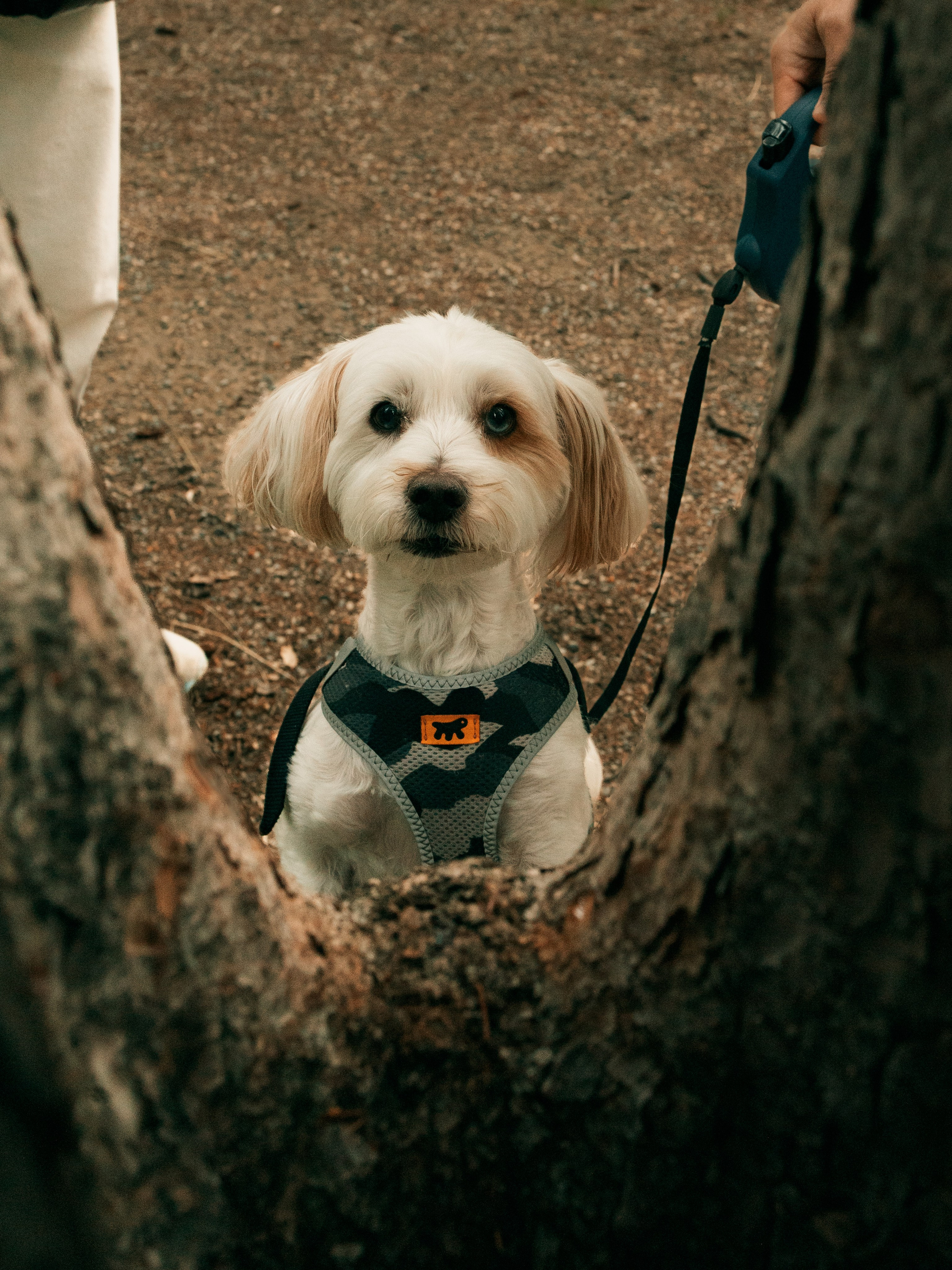 FURRY FRIEND. Photographe de famille et photographe portraitiste à Calgary