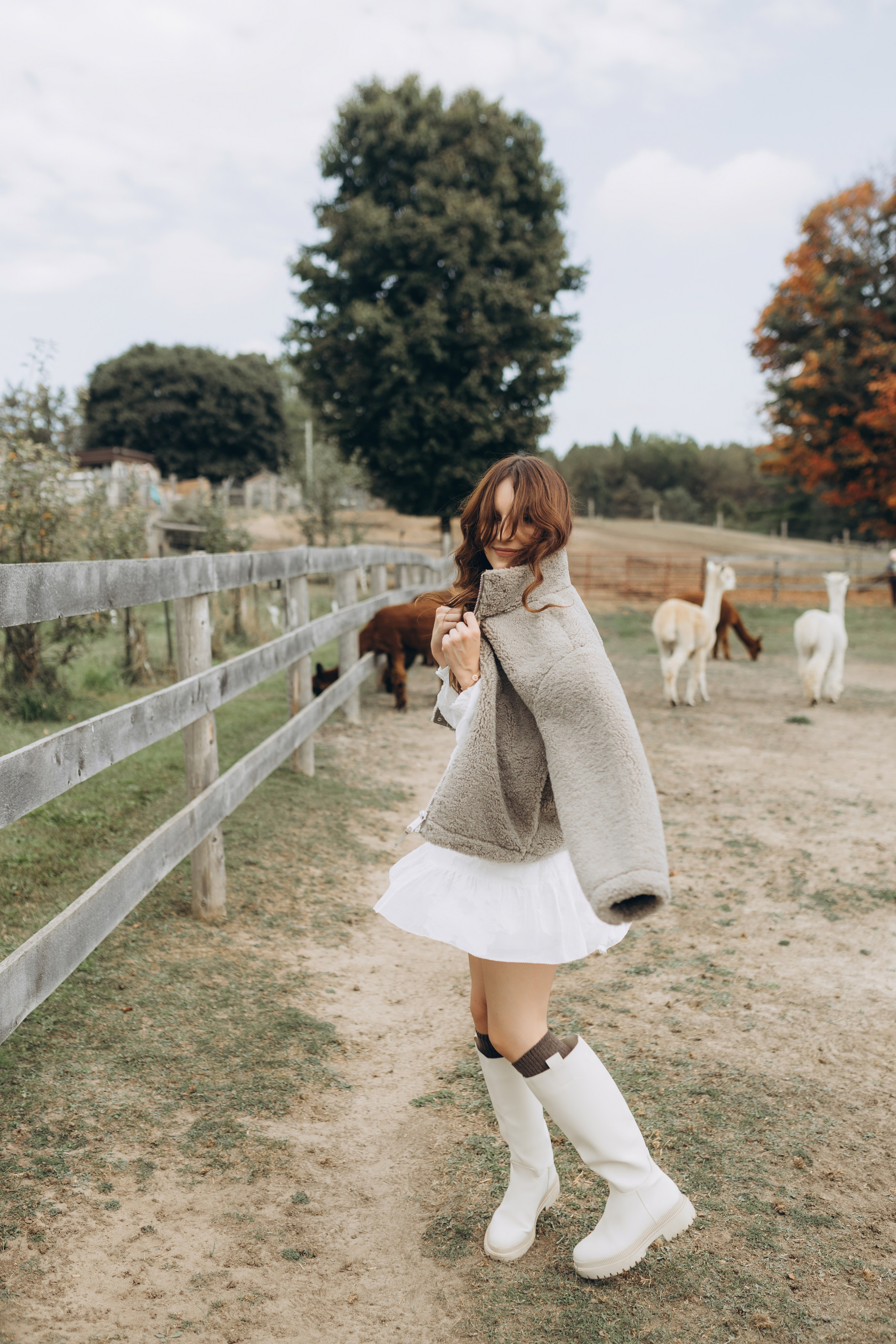 Alpacas Farm. Chernenko.photography