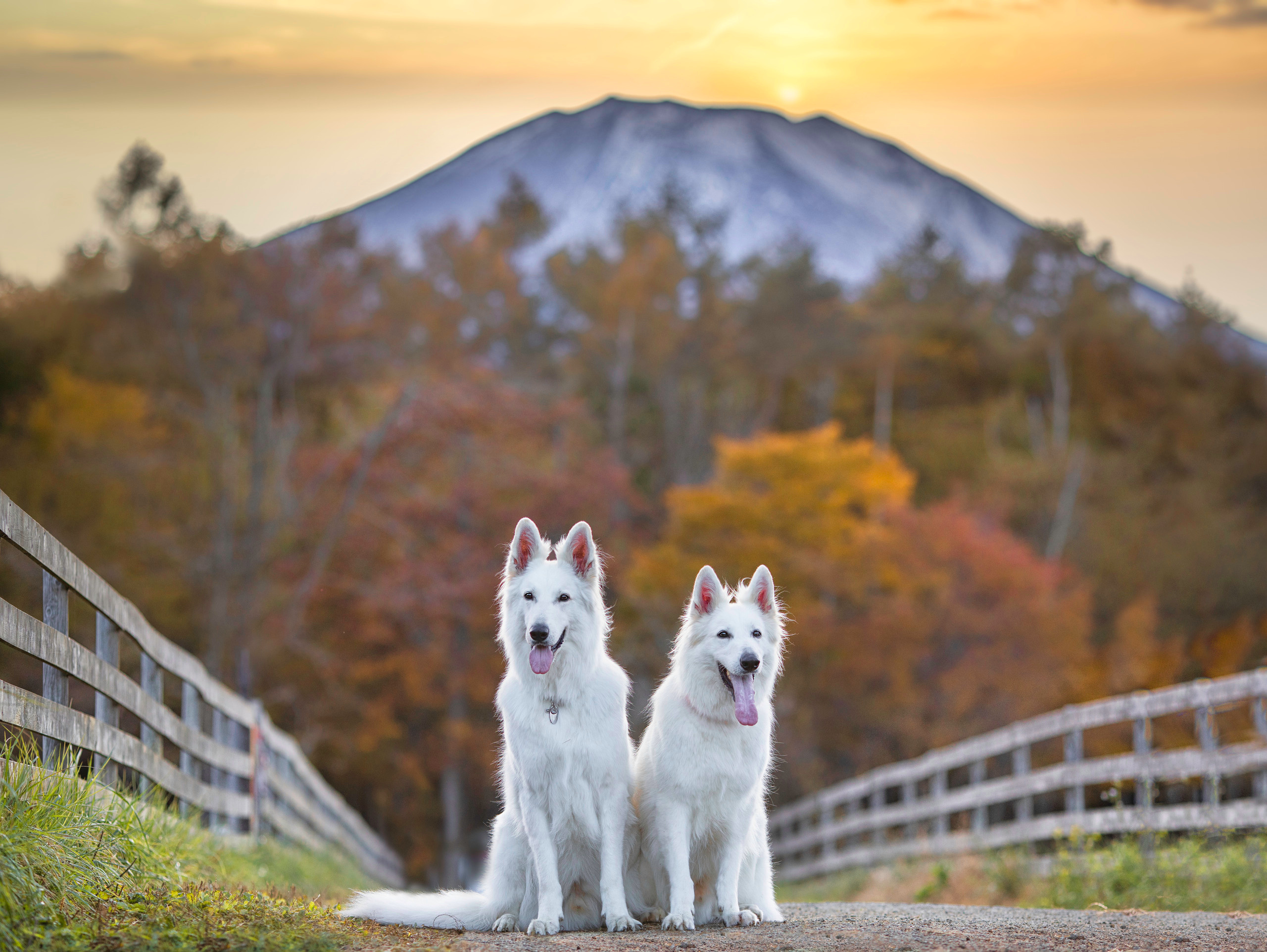 出張カメラマン　七五三　753 家族写真　家族　子供　記念写真　山梨県　東京　静岡　長野. Kids and Family Photographer in Japan　子供と家族の撮影　日本