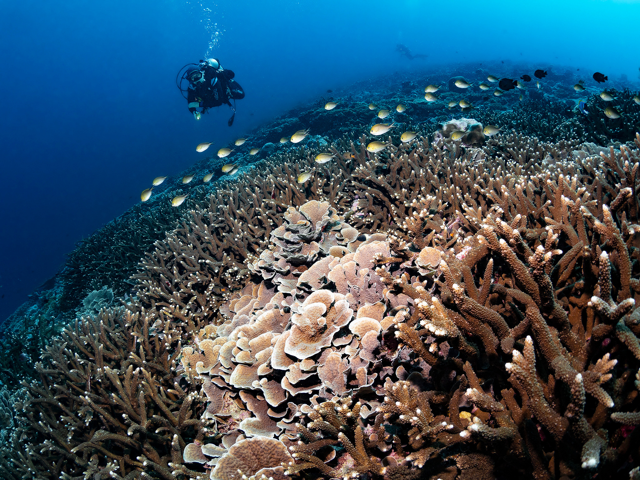 Underwater Photo Shoot. Your photographer on land and under water— Alexey Zaytsev