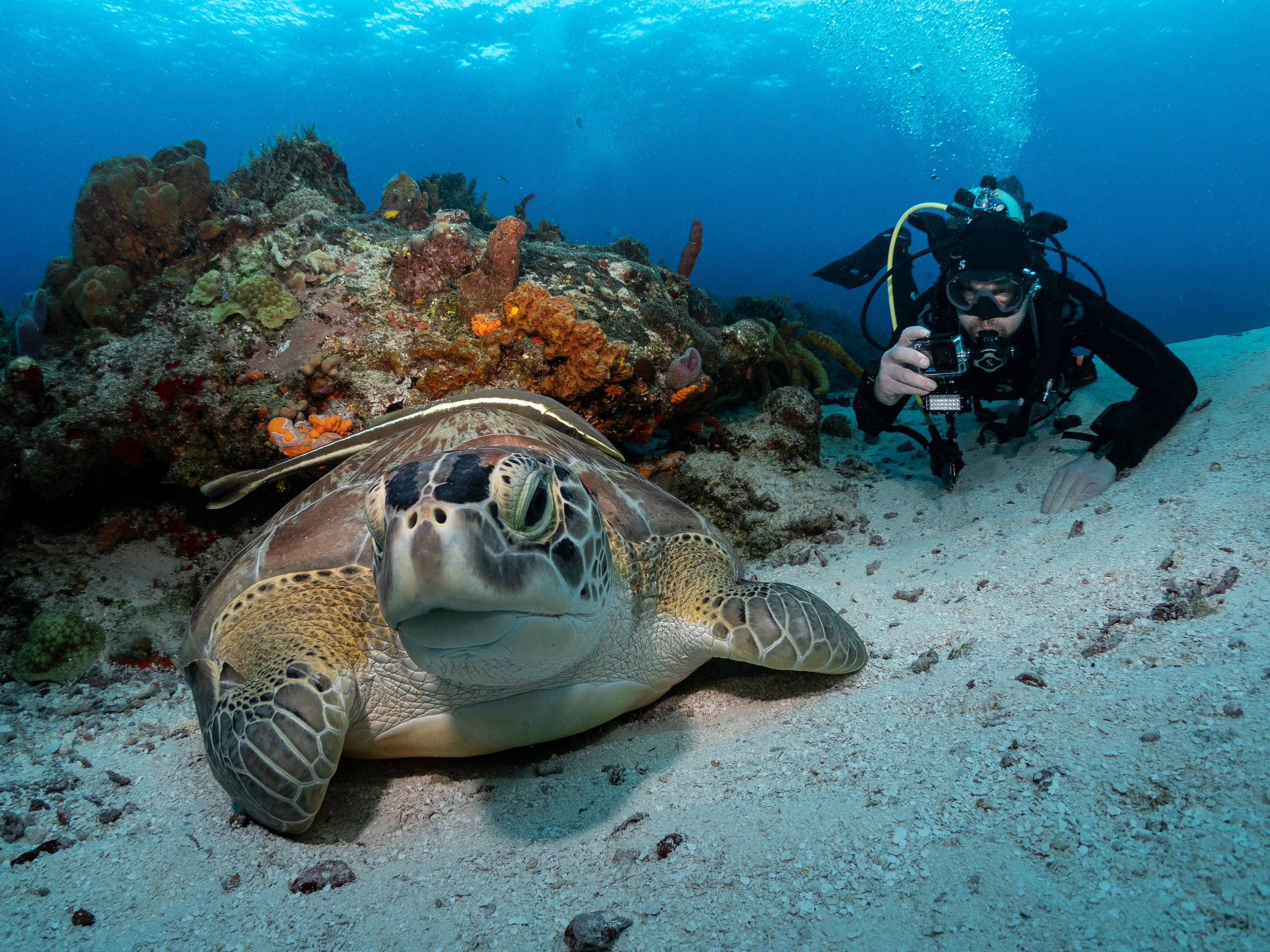 Underwater Photo Shoot. Your photographer on land and under water— Alexey Zaytsev