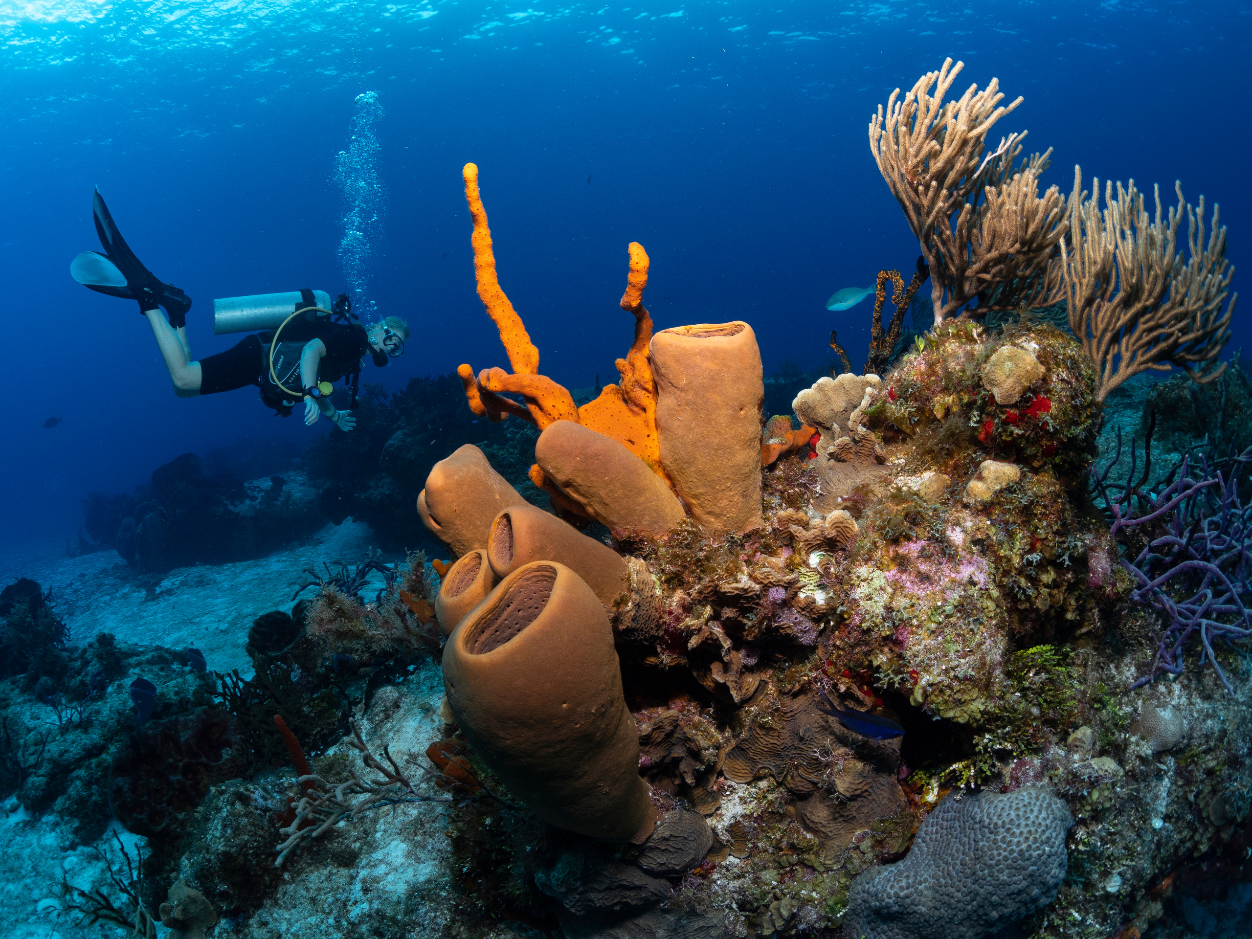 Underwater Photo Shoot. Your photographer on land and under water— Alexey Zaytsev