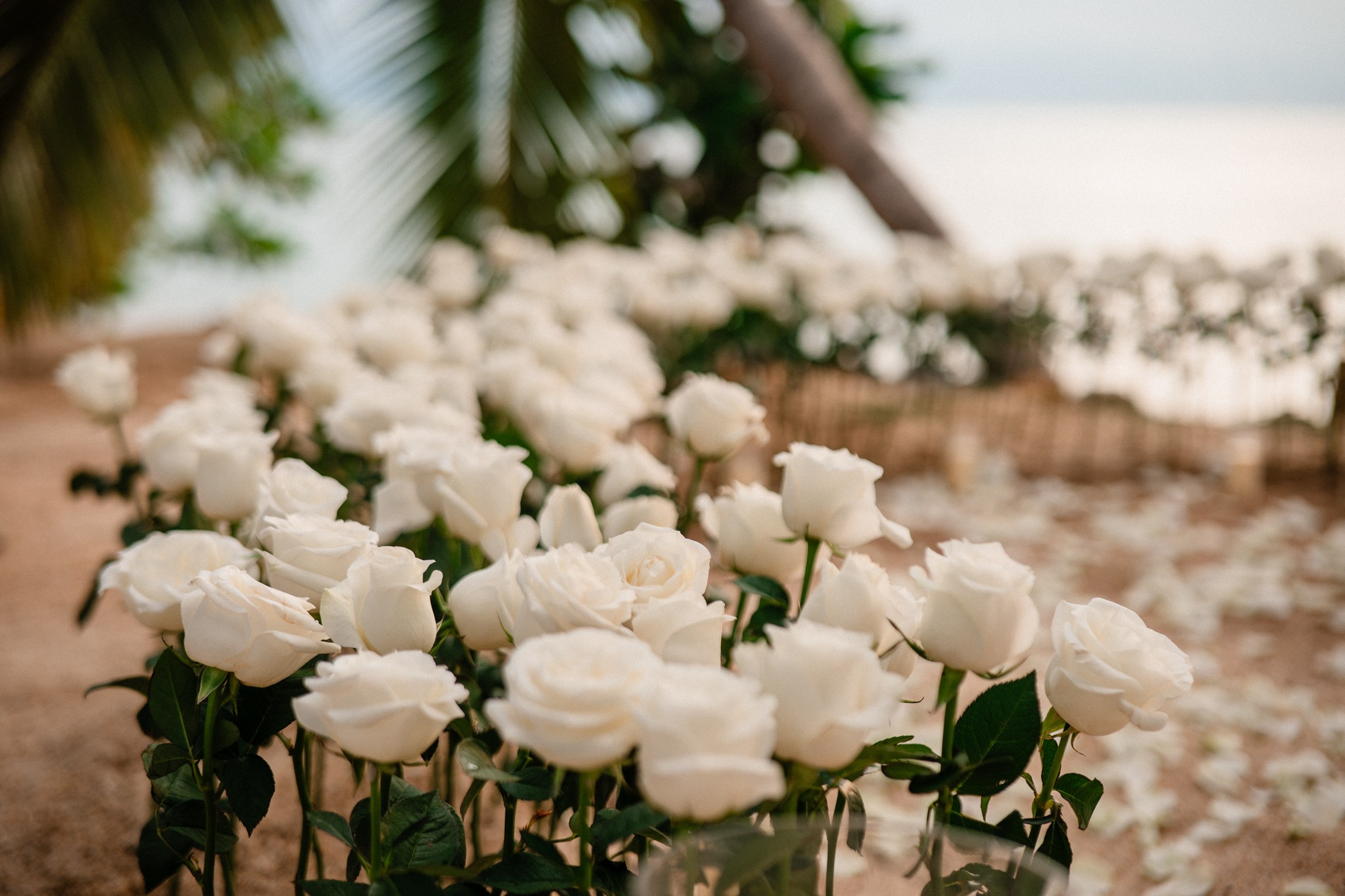 Eden and Linoy. Marriage Proposal Planner in Vietnam | Lumi Love Studio