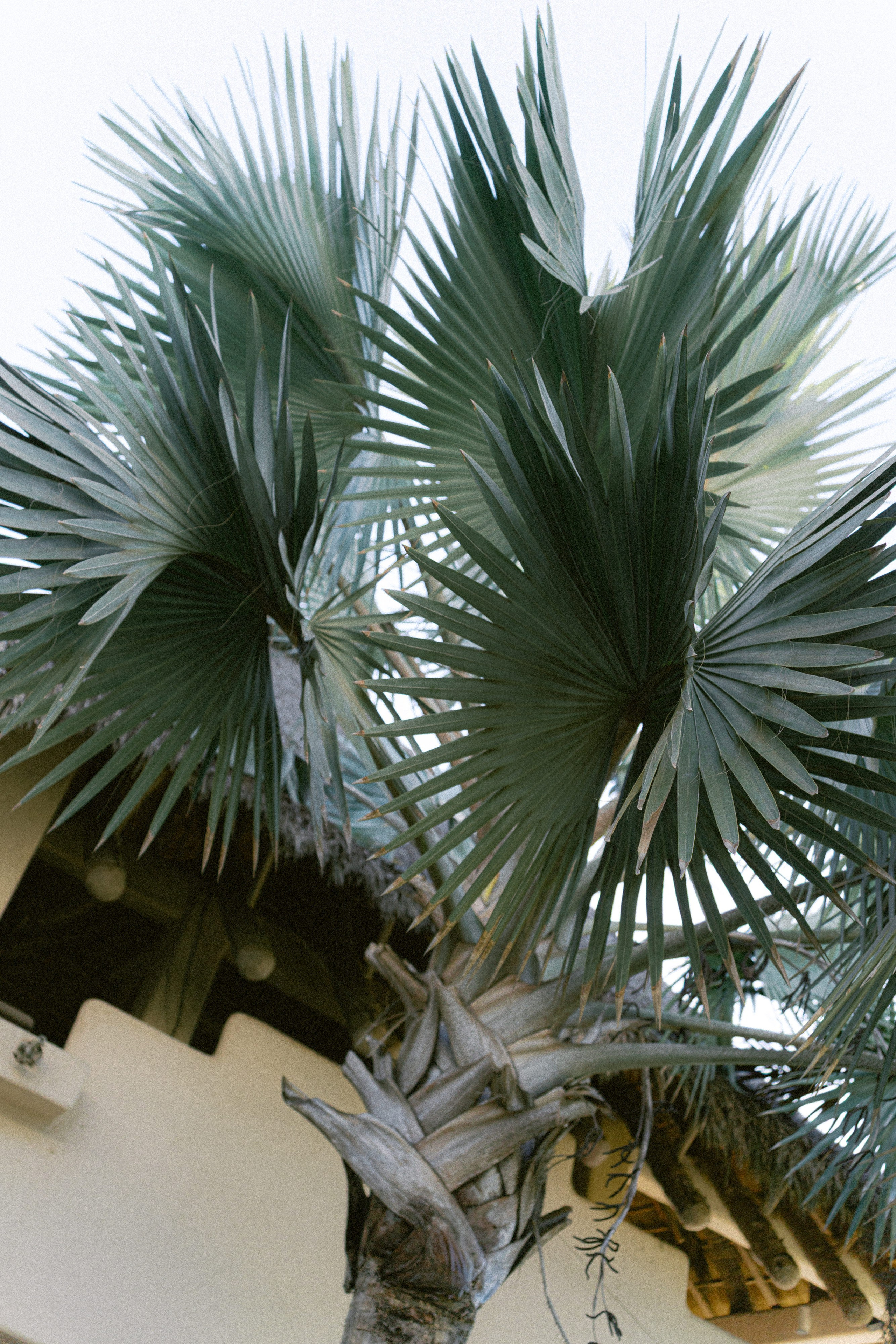 Byron & Kate. Sayulita Wedding Photographer, Puerto Vallarta, Cabo