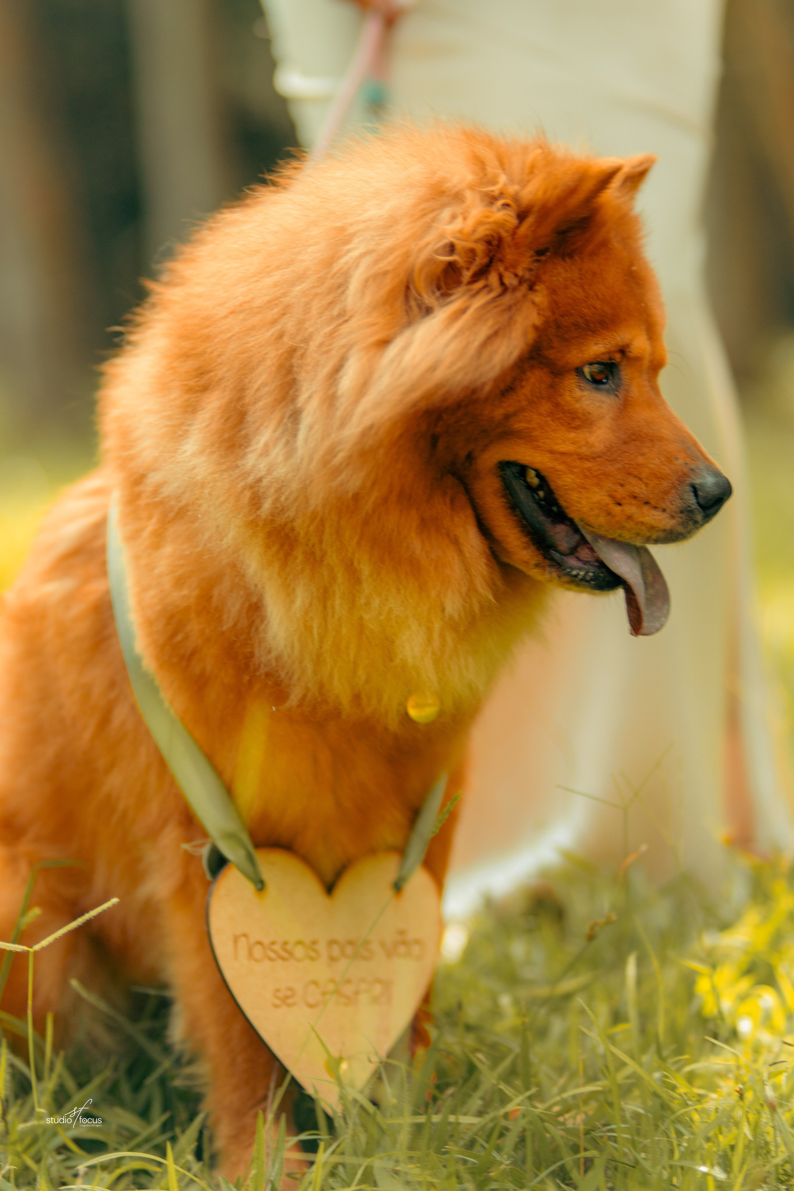 Pré-Wedding com pets. Studio Focus