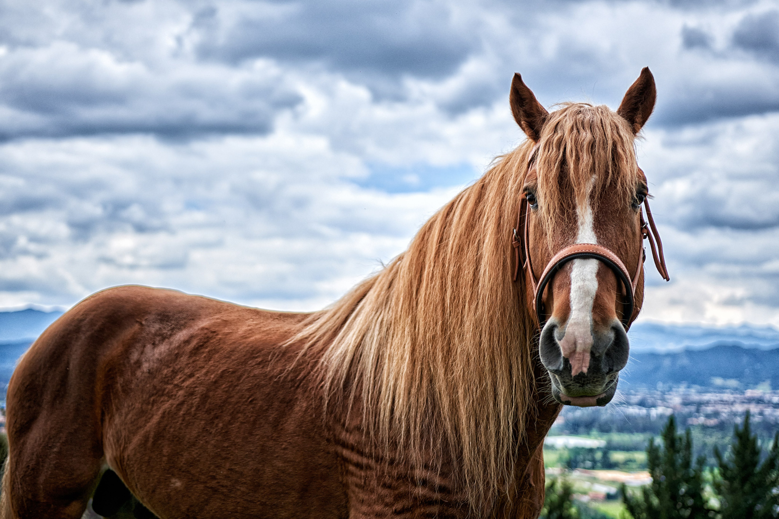 Fotos con caballos para Quiceaños. Wedding Photography & Videography by ZZ Hendrick | Capturing Your Love Story in Colombia & USA