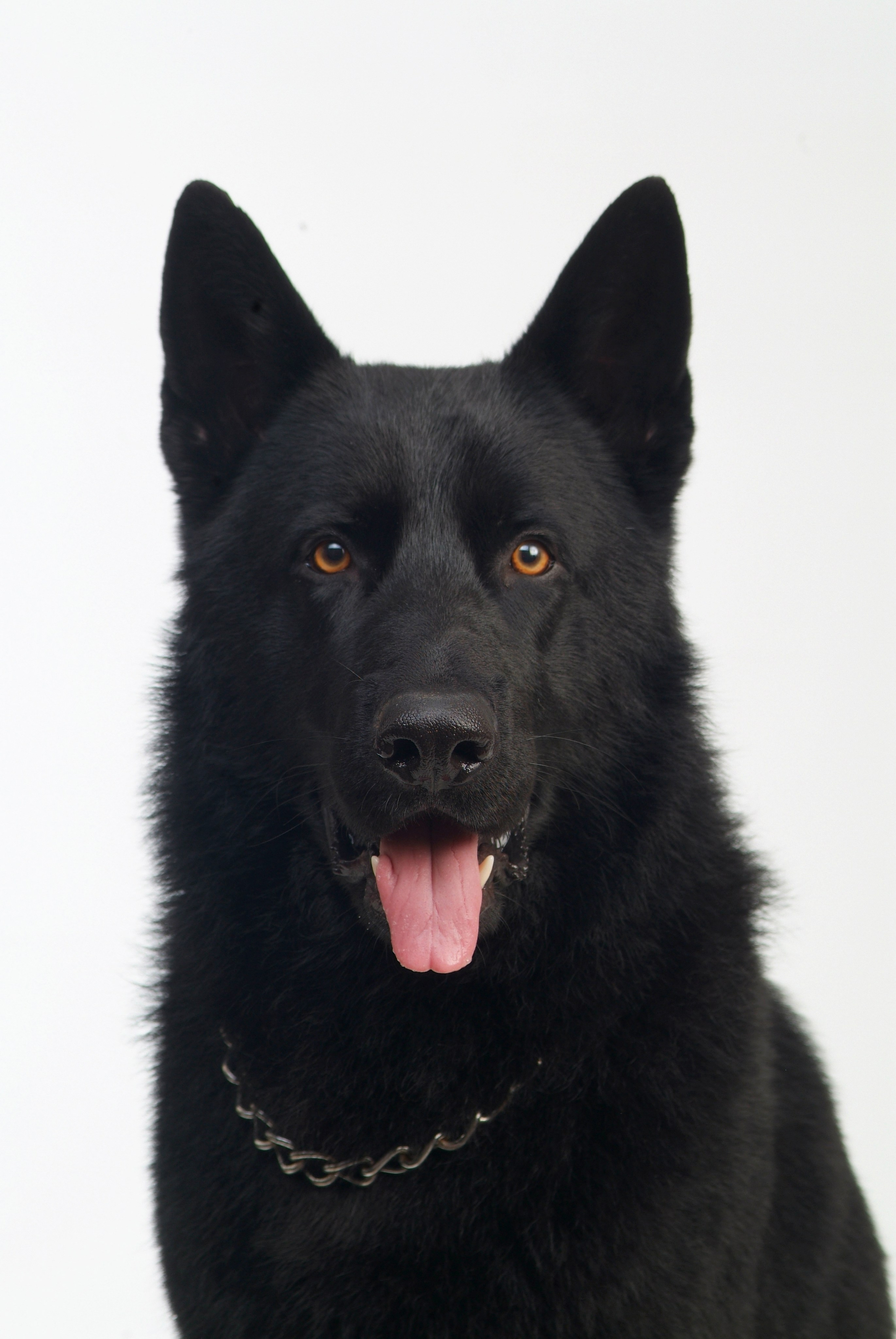 Family, kids & Pets. Estudio de fotografia en Tijuana