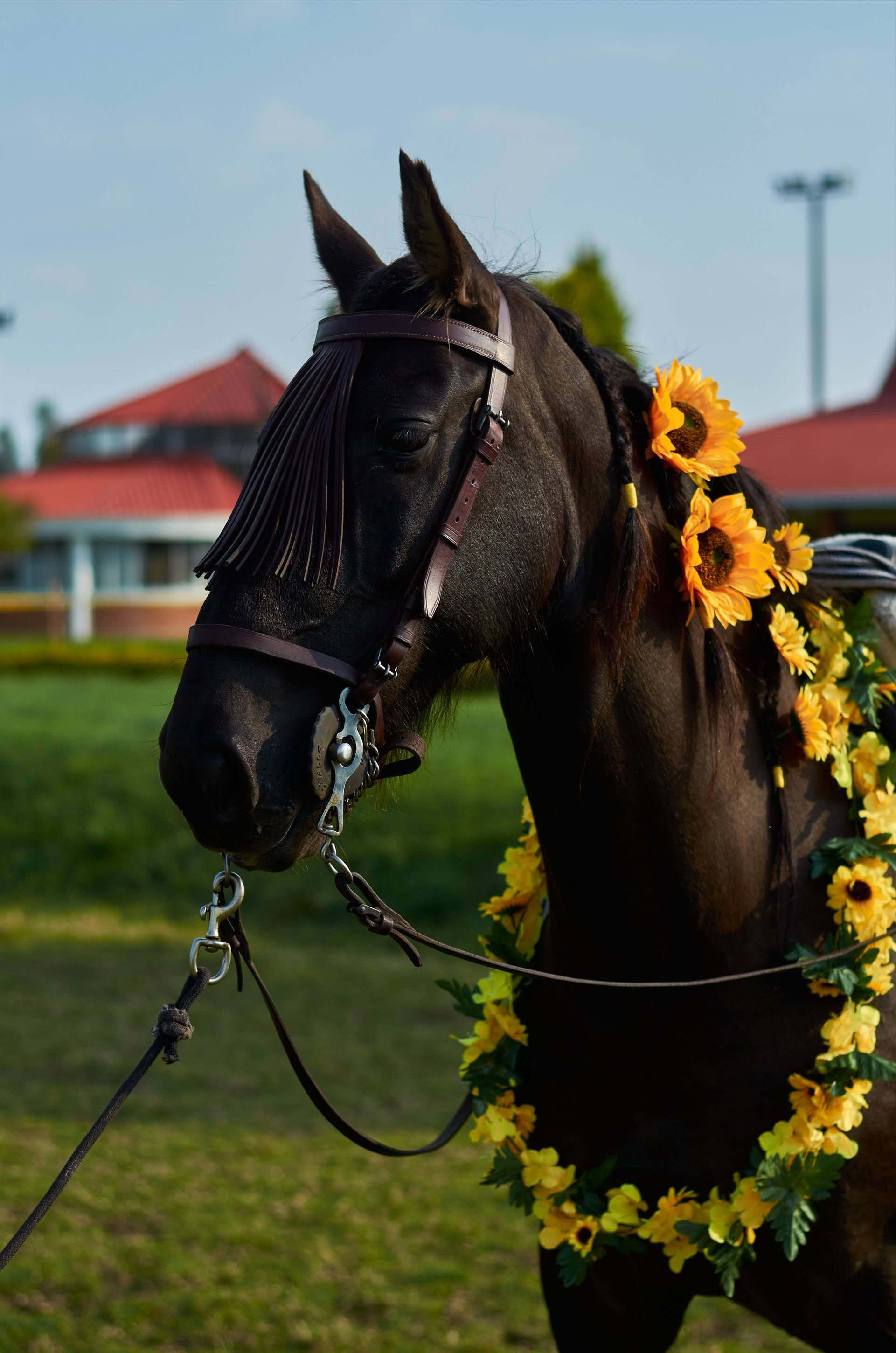 Fotos con caballos para Quiceaños. Wedding Photography & Videography by ZZ Hendrick | Capturing Your Love Story in Colombia & USA