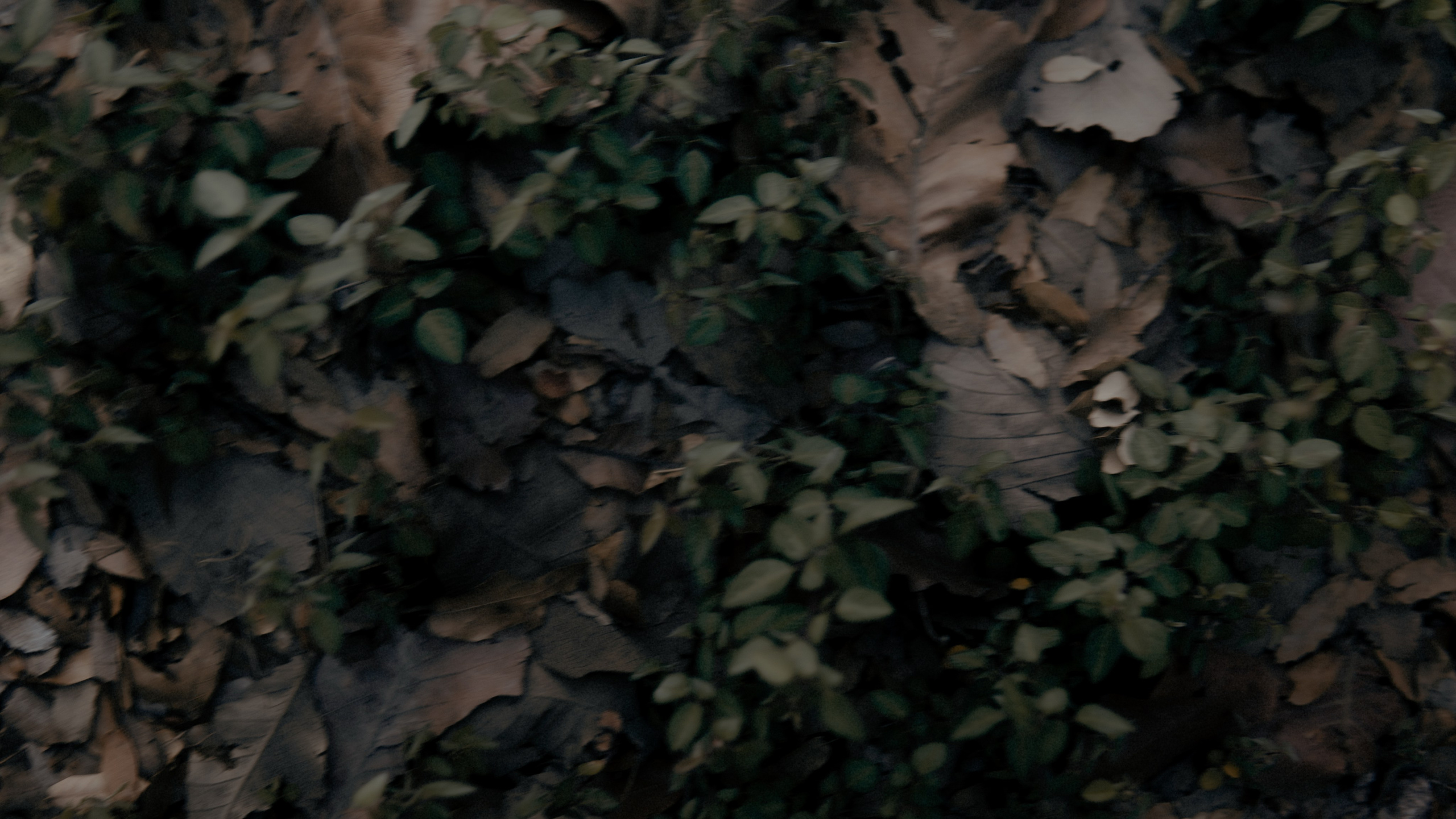 THE ARCHIVE. TWO MILLIMETERS