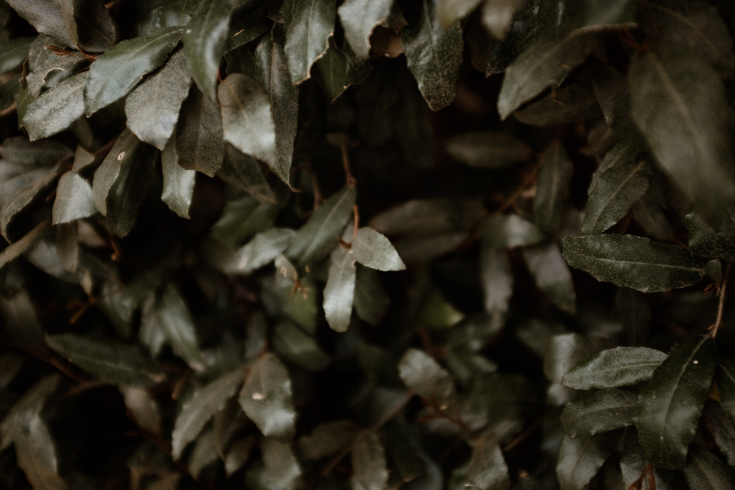 THE ARCHIVE. TWO MILLIMETERS