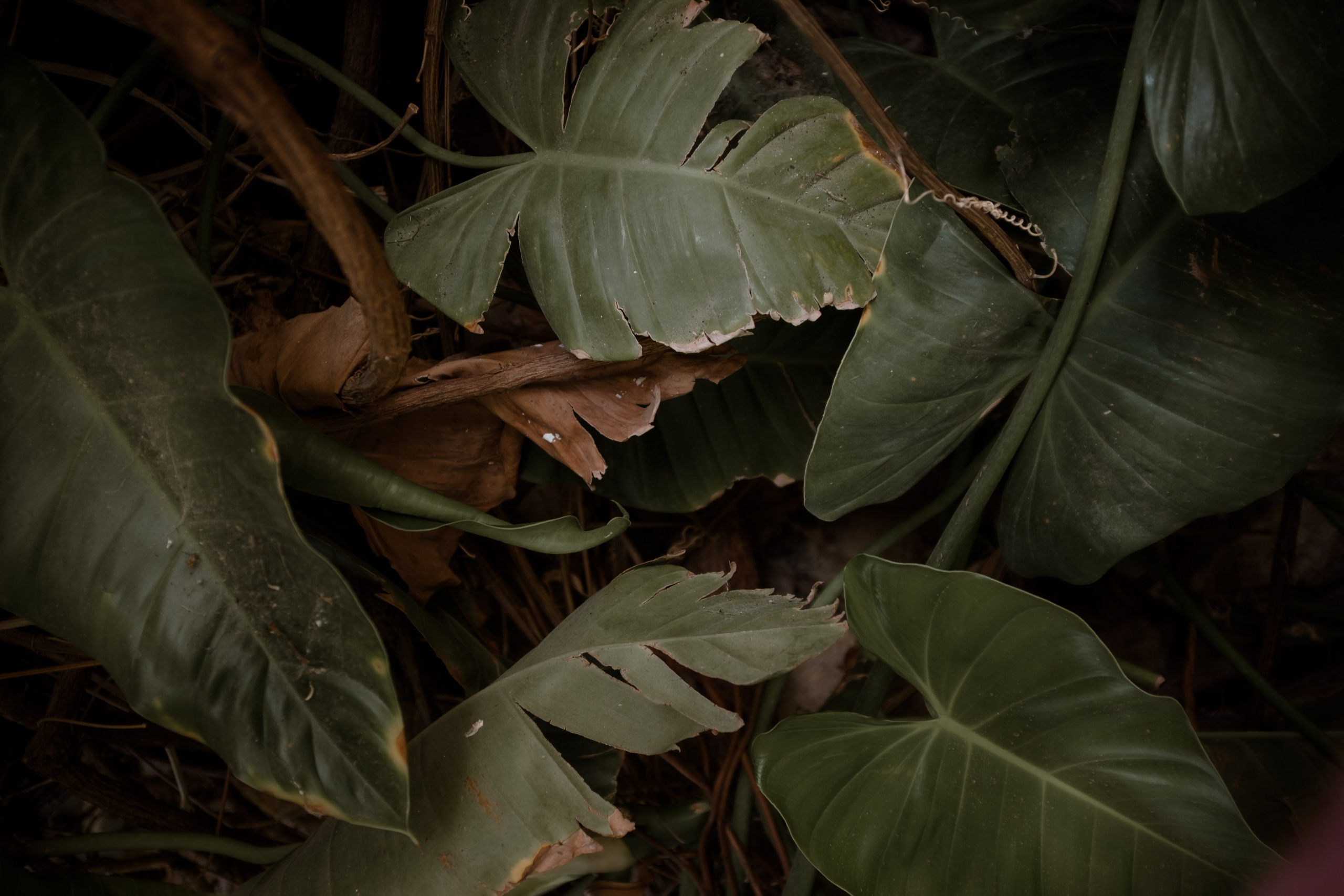 THE ARCHIVE. TWO MILLIMETERS