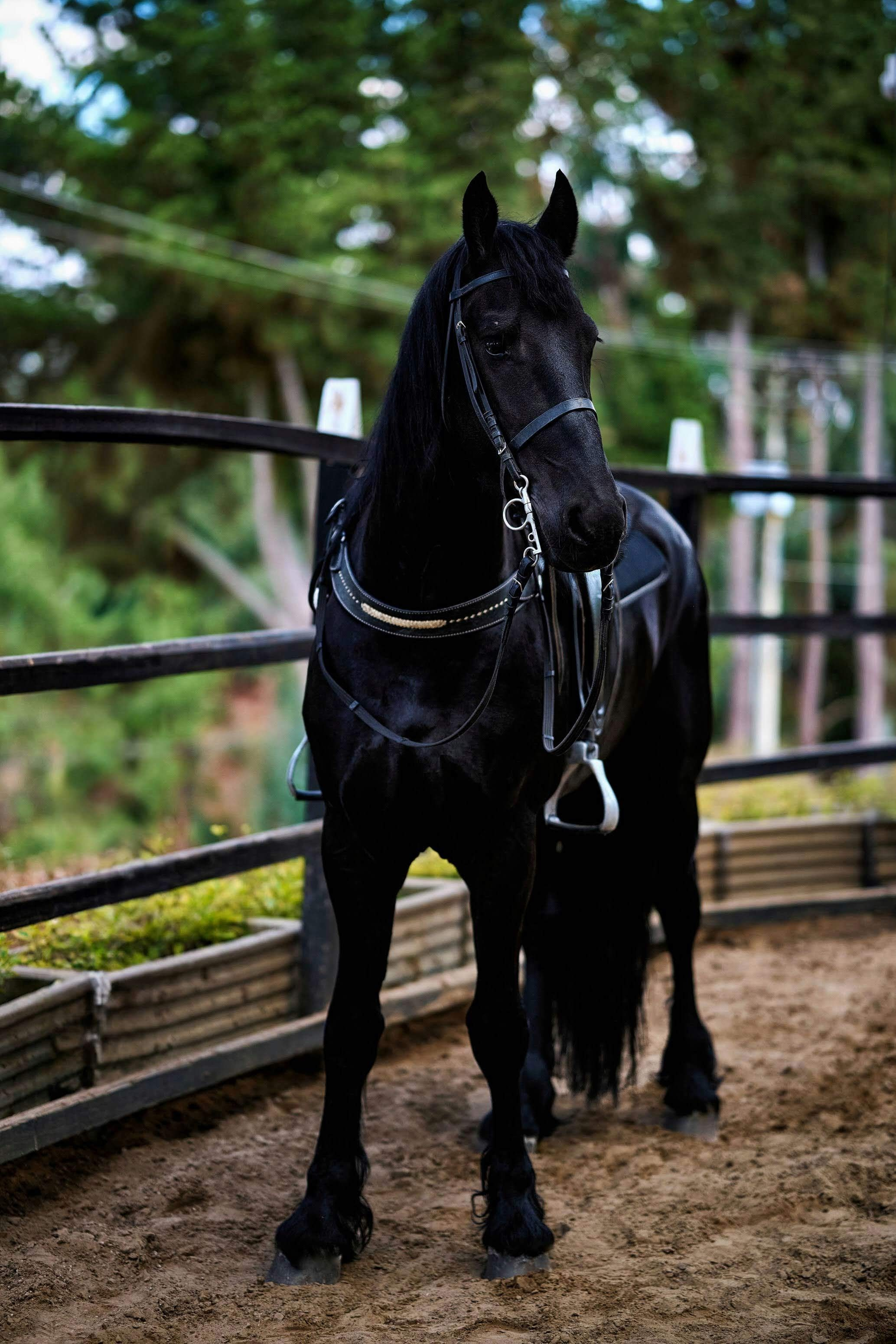 Fotos con caballos para Quiceaños. Wedding Photography & Videography by ZZ Hendrick | Capturing Your Love Story in Colombia & USA