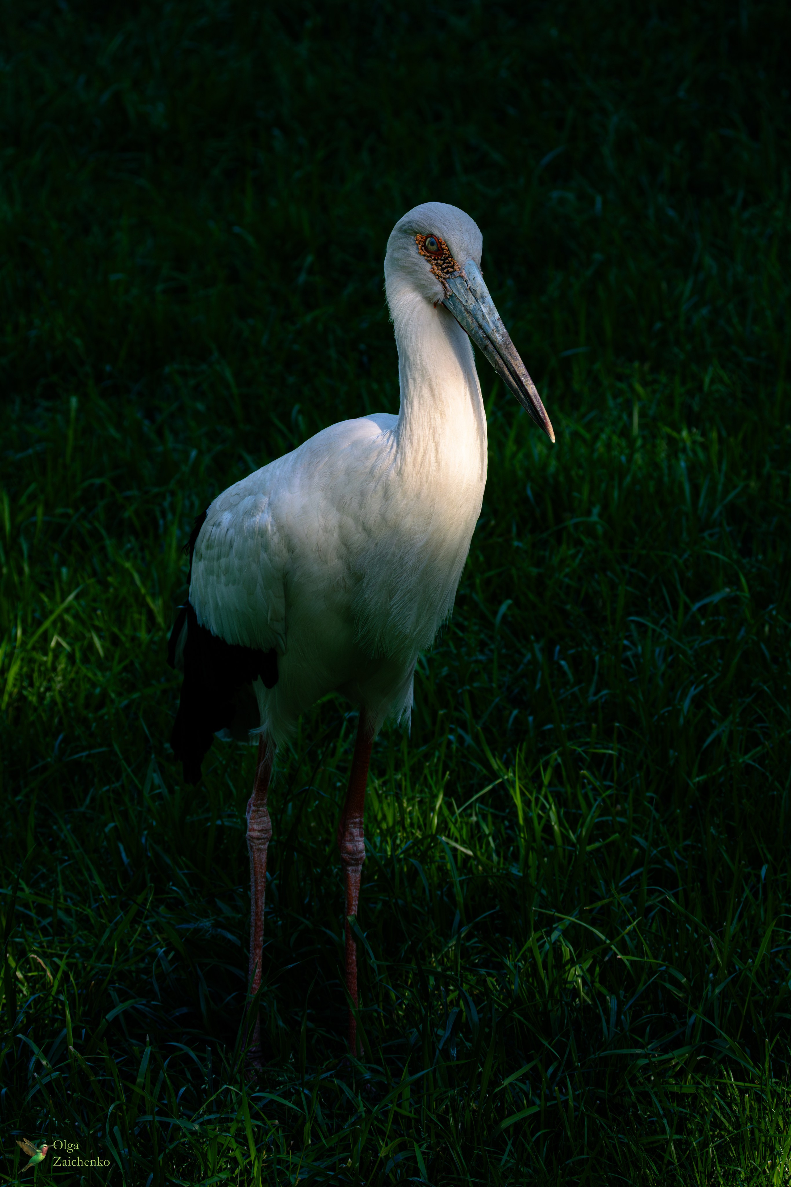 Американский аист Maguari stork cigüeña maguari