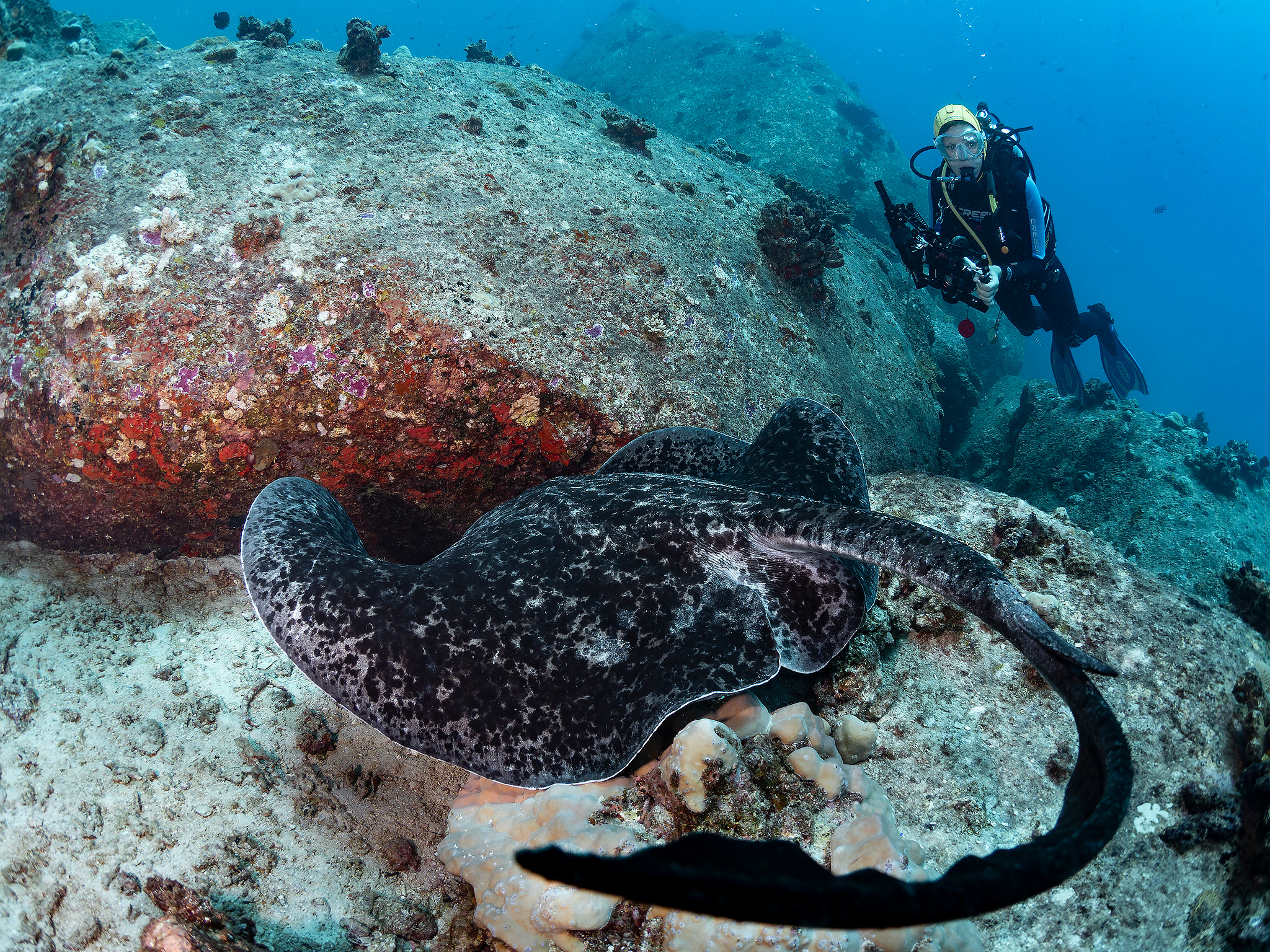 Under water. Your photographer on land and under water— Alexey Zaytsev