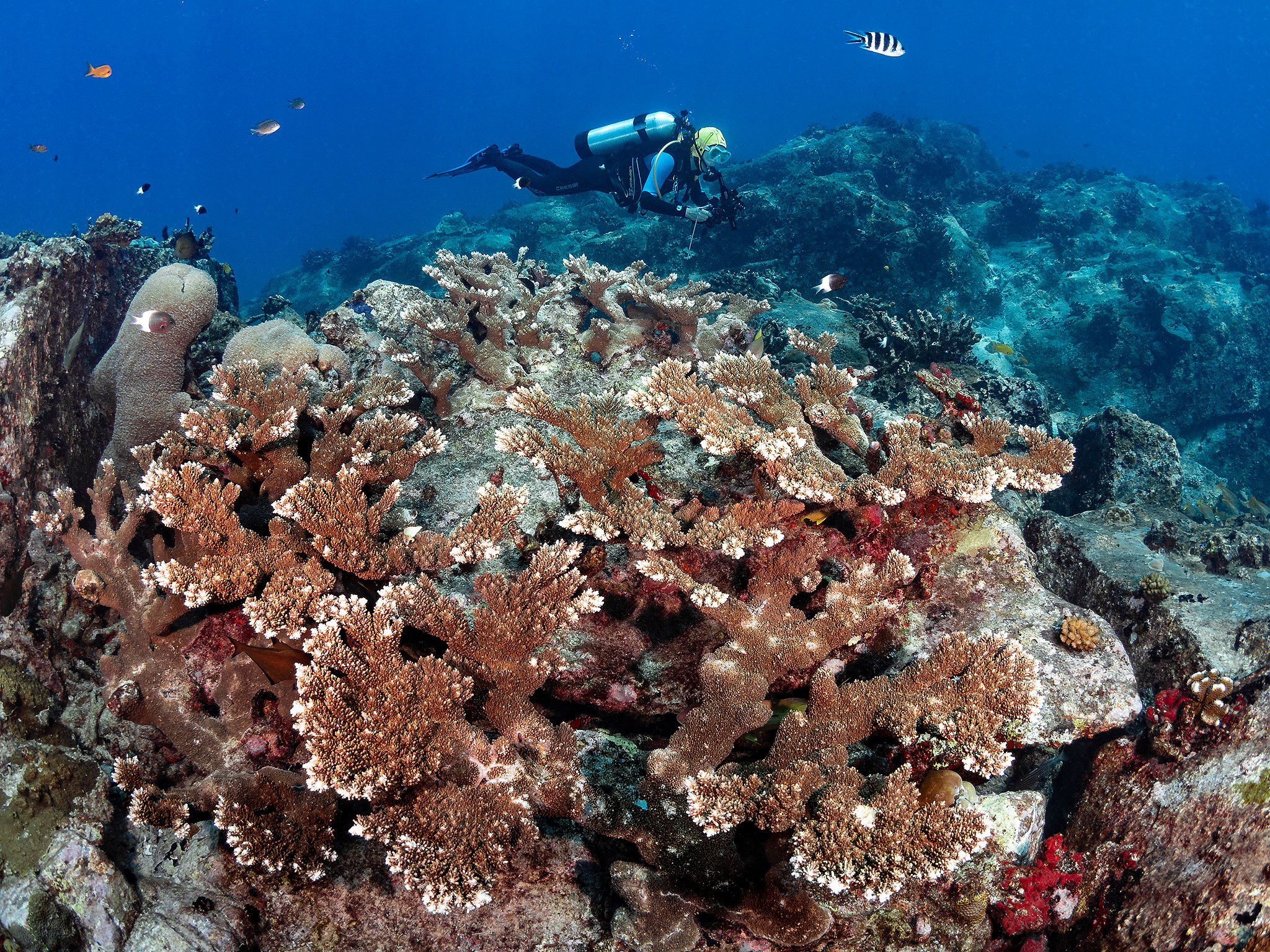 Under water. Your photographer on land and under water— Alexey Zaytsev