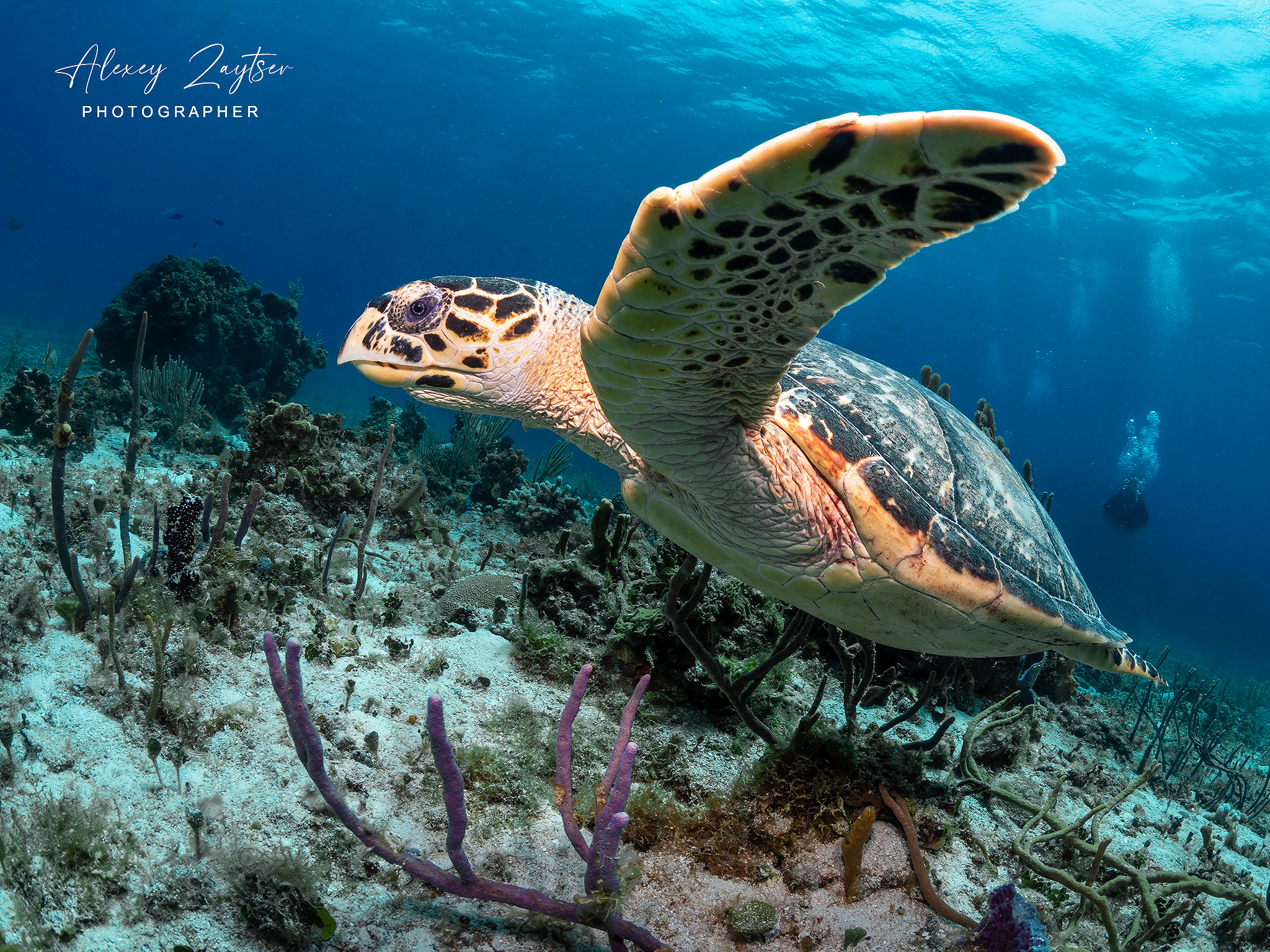 Under water. Your photographer on land and under water— Alexey Zaytsev