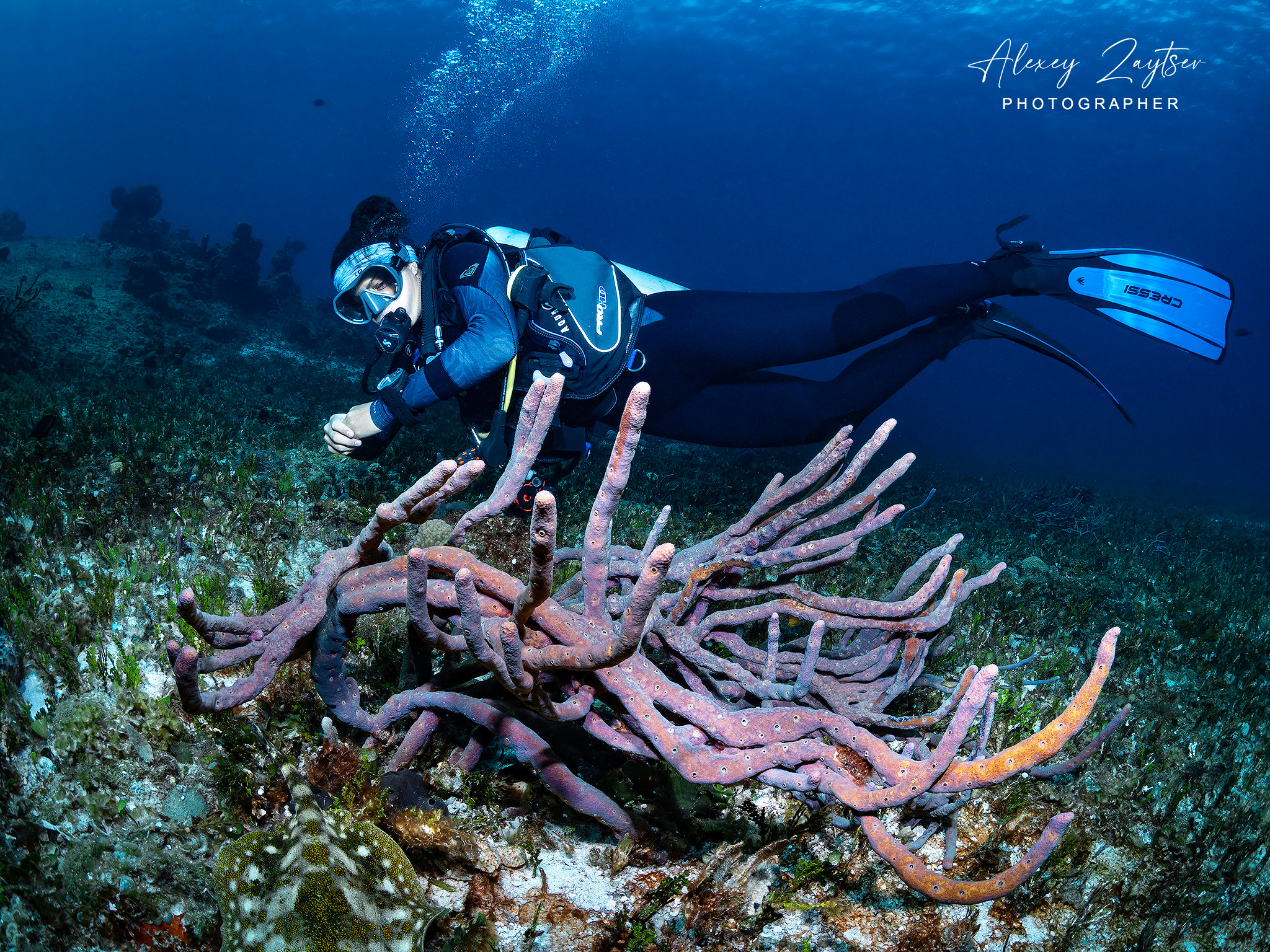 Under water. Your photographer on land and under water— Alexey Zaytsev