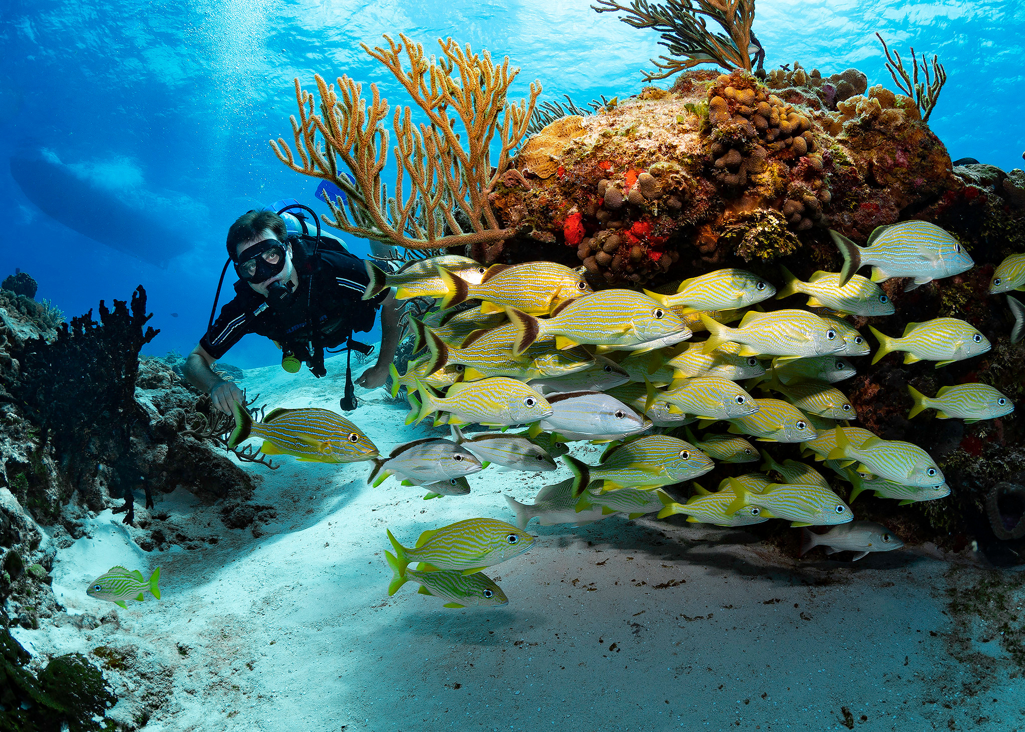 Under water. Your photographer on land and under water— Alexey Zaytsev