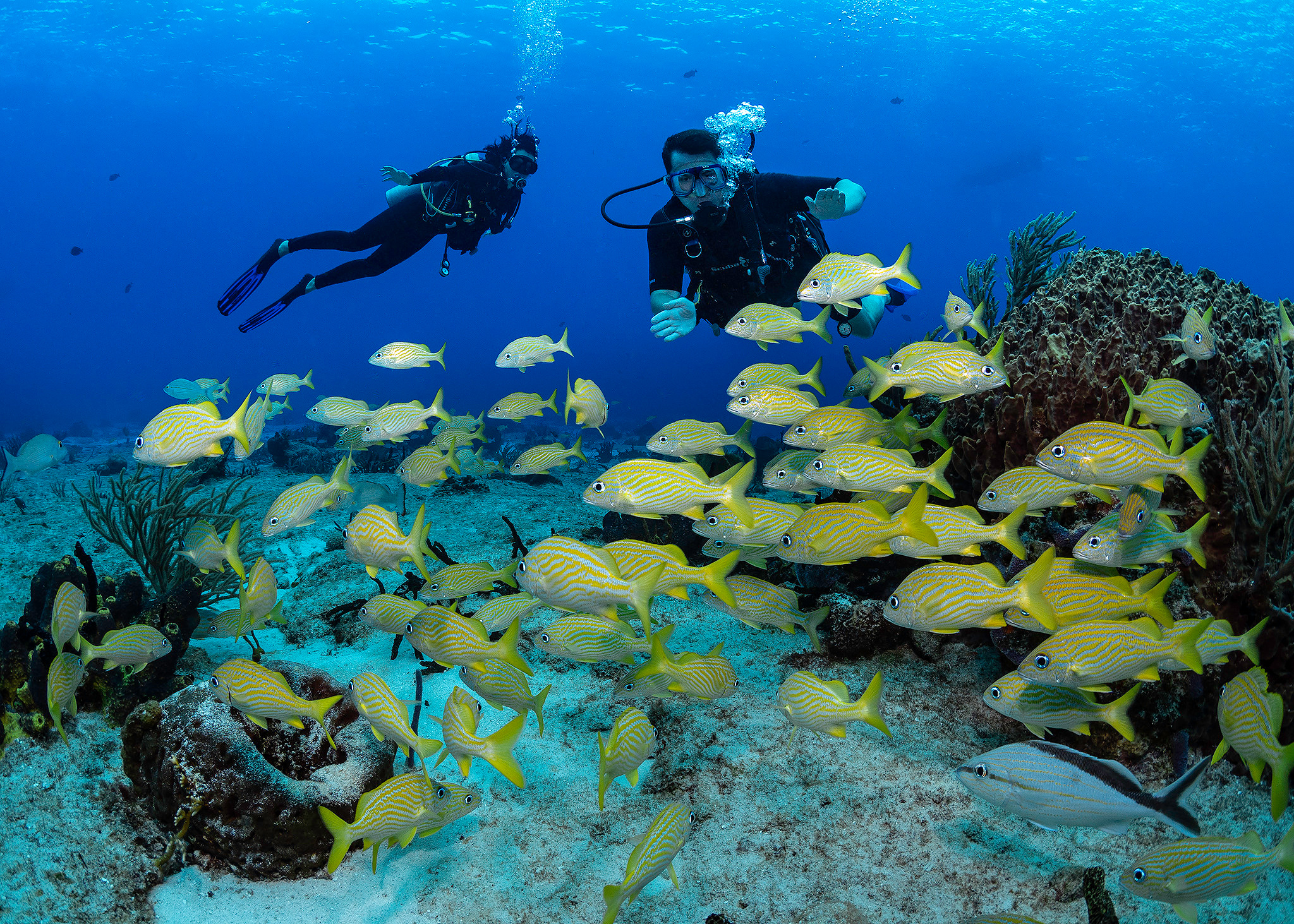 Under water. Your photographer on land and under water— Alexey Zaytsev