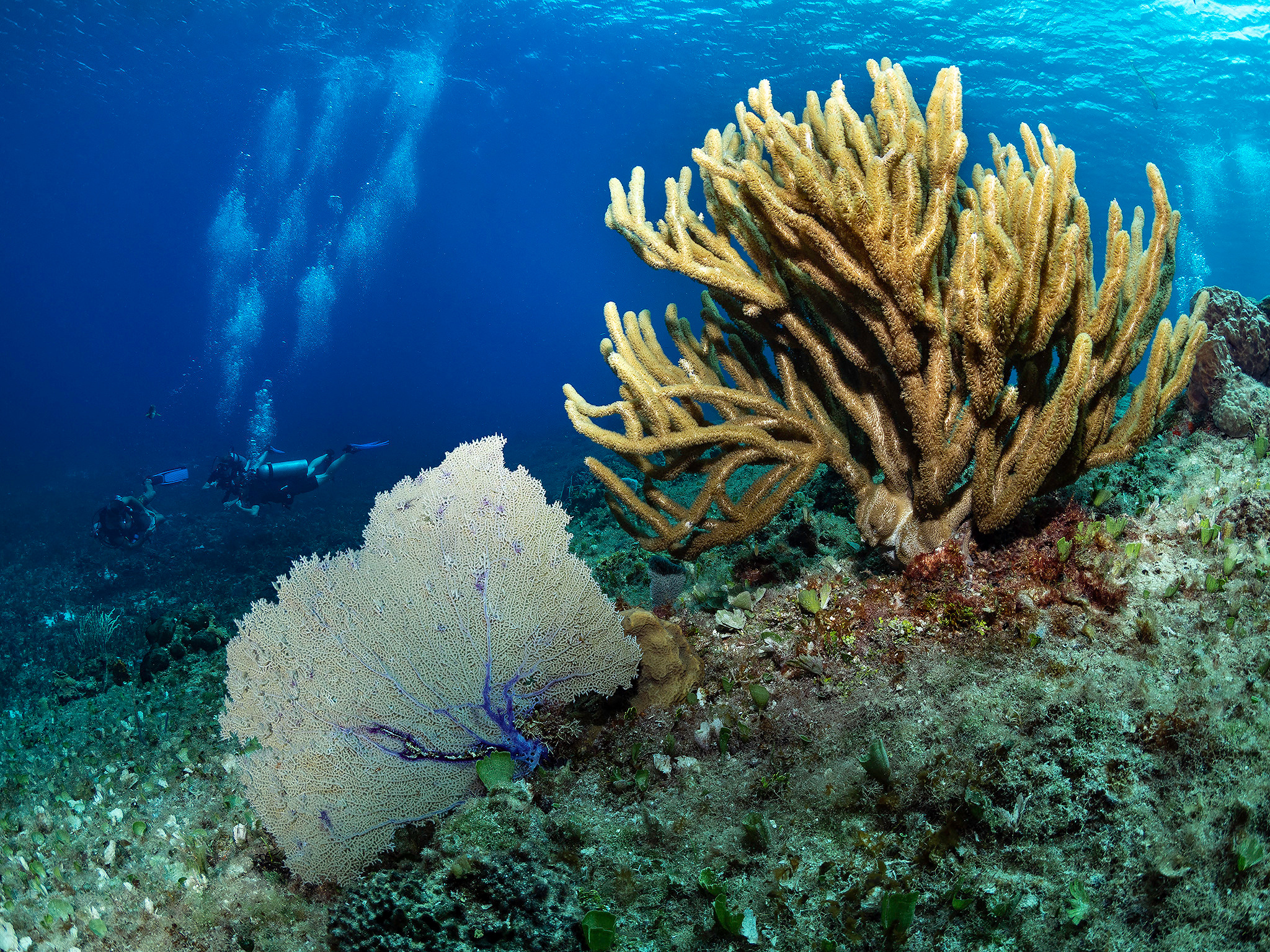 Under water. Your photographer on land and under water— Alexey Zaytsev