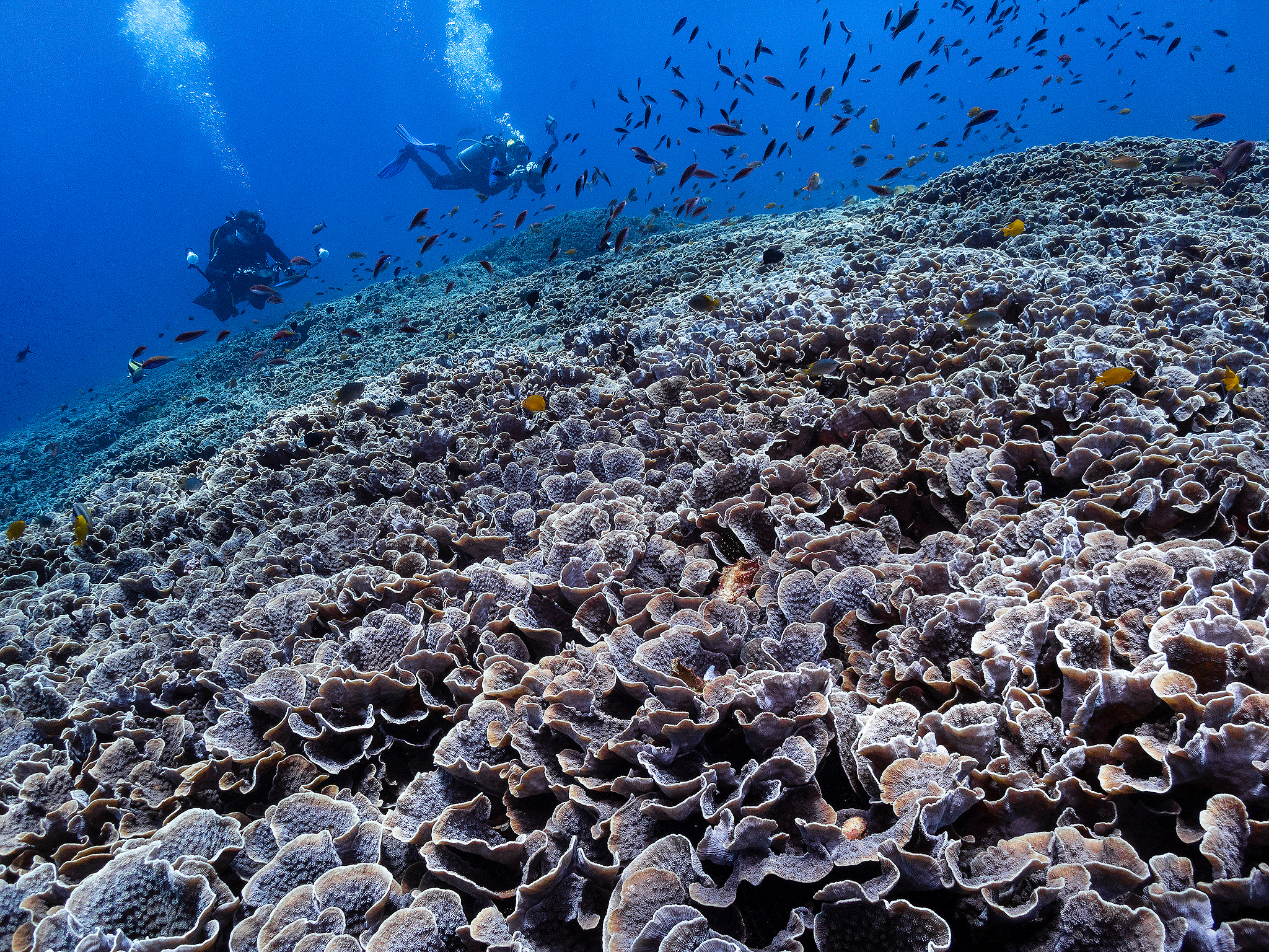 Under water. Your photographer on land and under water— Alexey Zaytsev